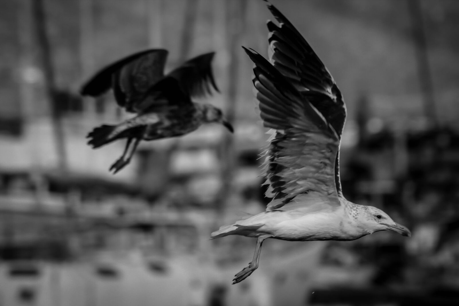 Canon EOS 1200D (EOS Rebel T5 / EOS Kiss X70 / EOS Hi) sample photo. Seagull, bird, flight photography