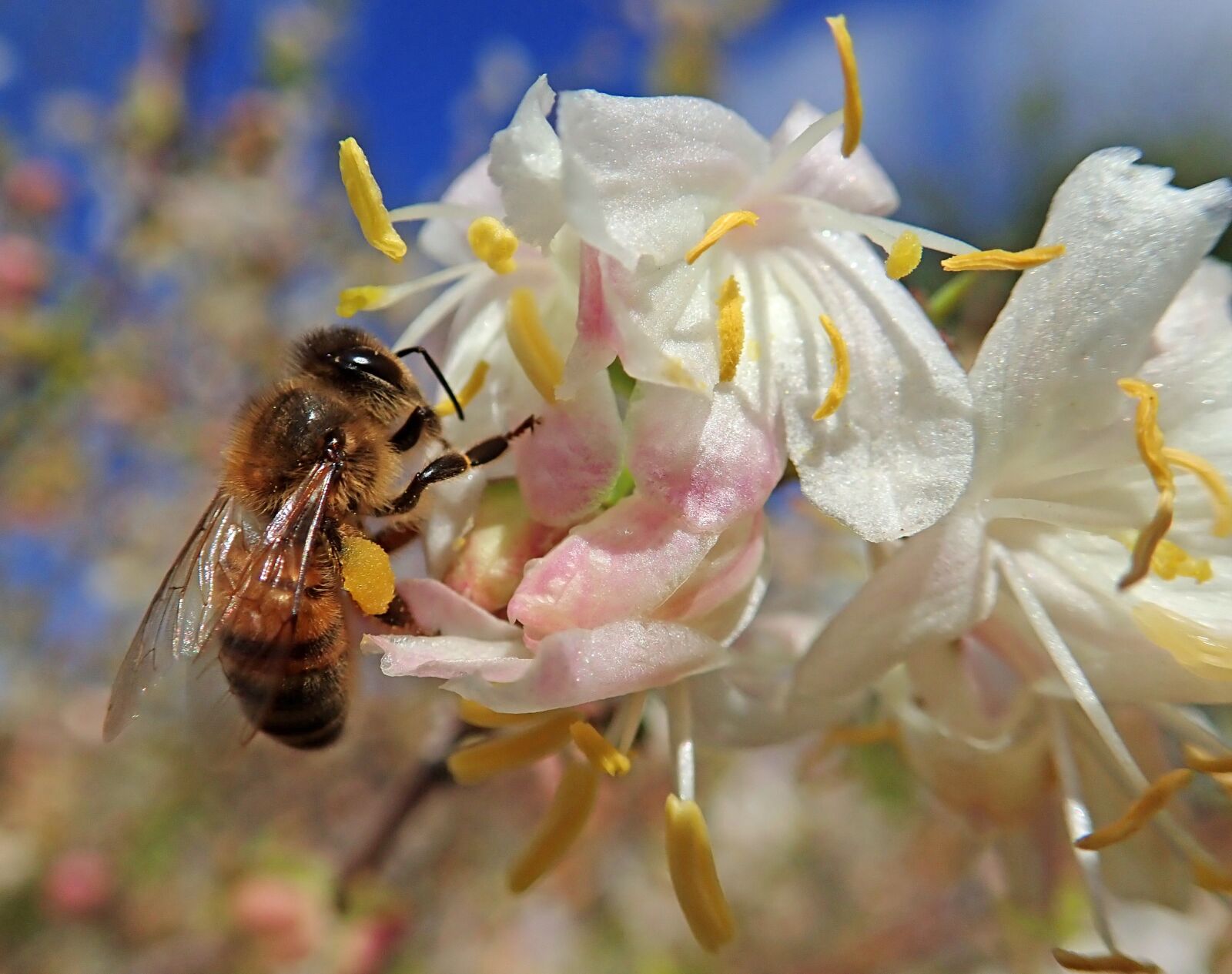 Olympus TG-5 sample photo. Honey bee, insect, pollen photography