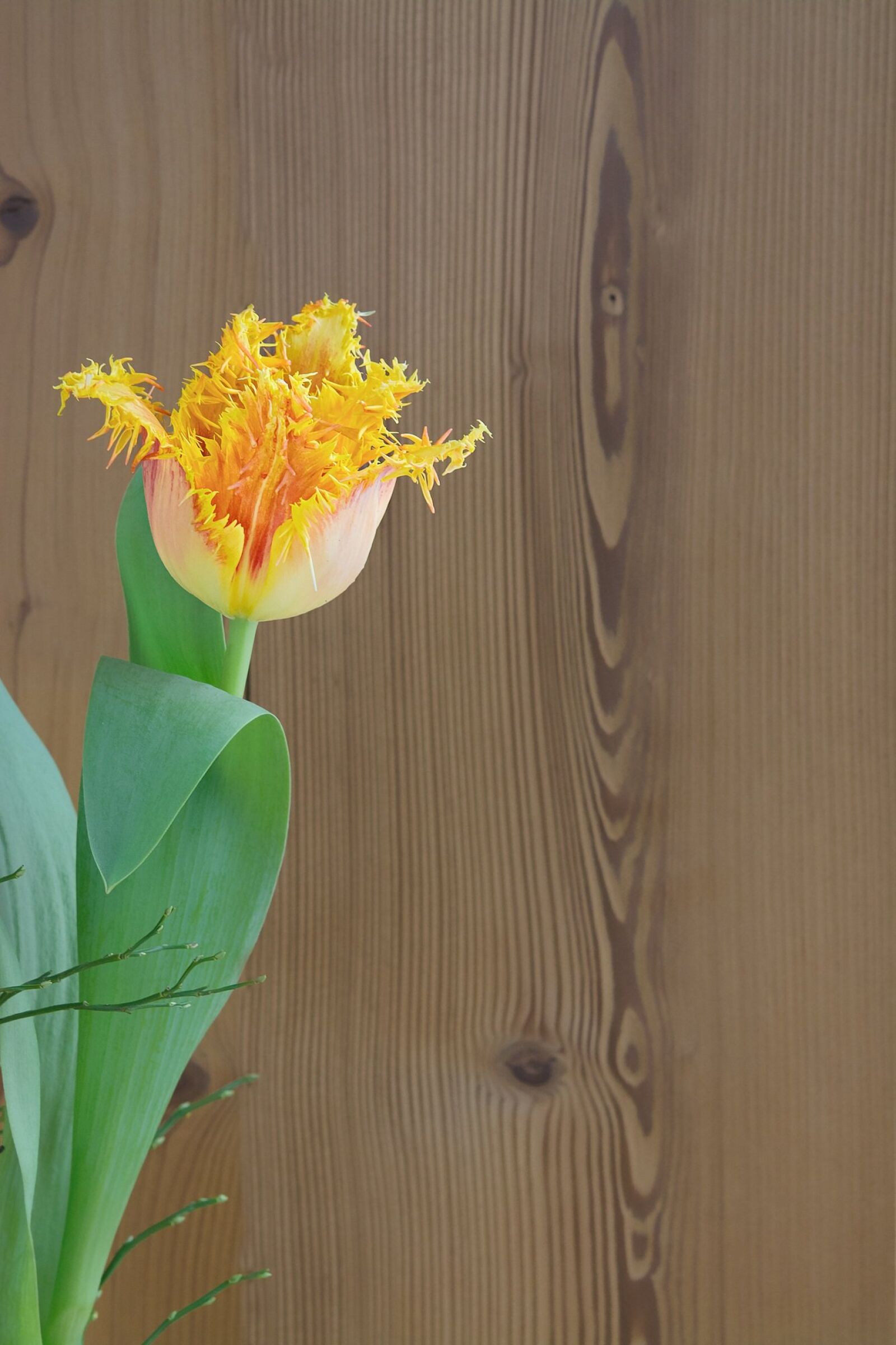 Nikon D7100 sample photo. Flower, tulip, blossom photography