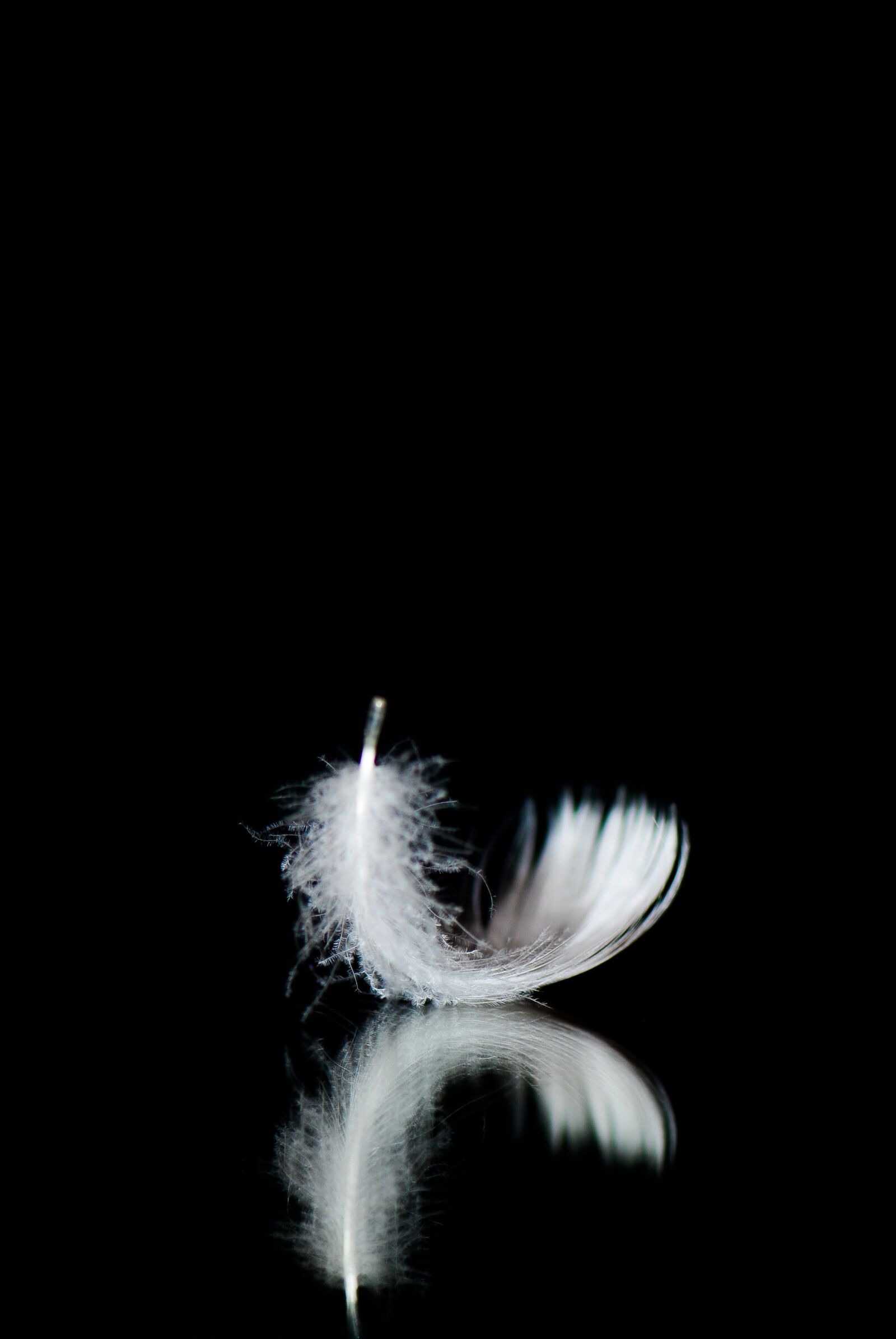 Nikon D60 sample photo. Minimal, feather, white photography
