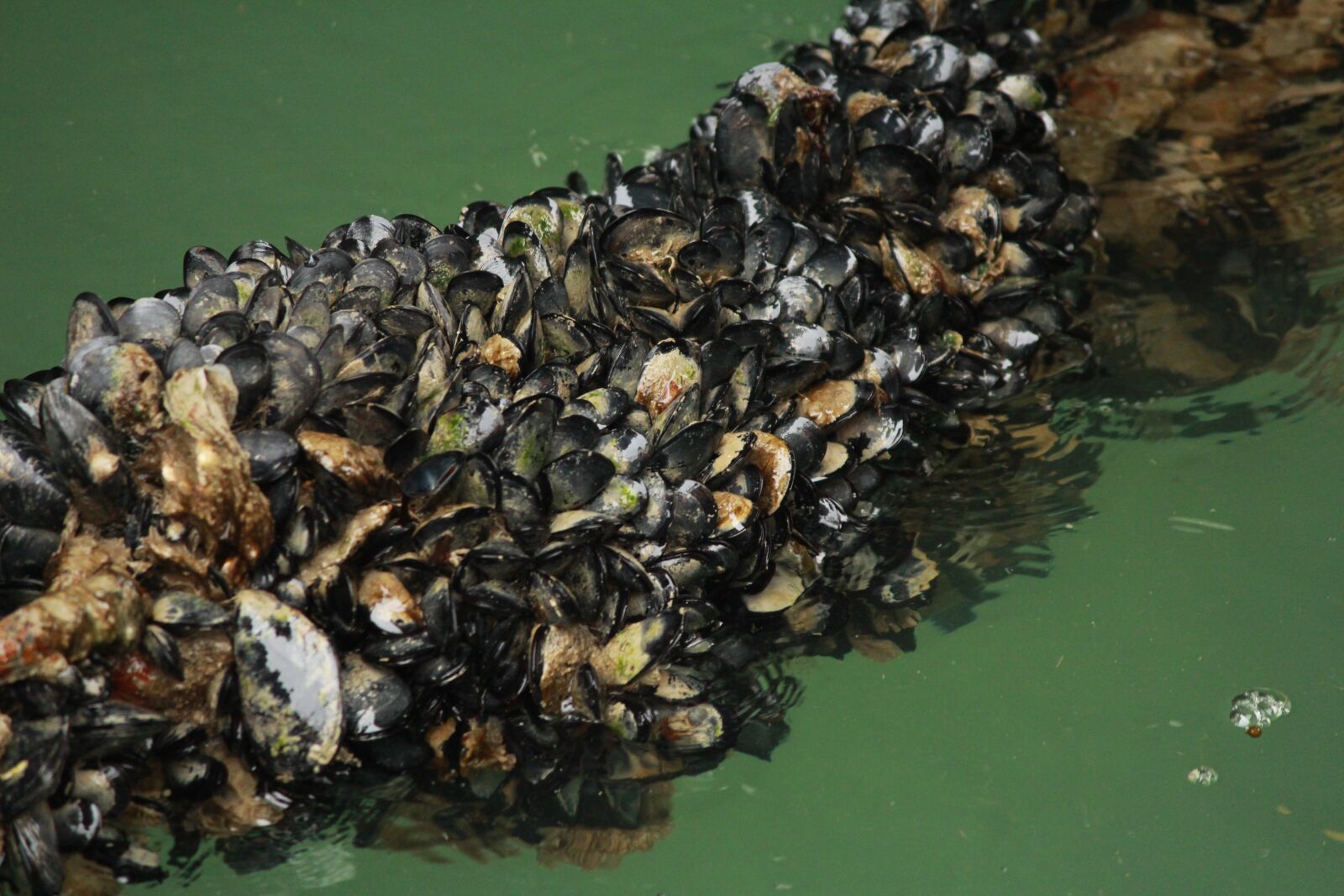Canon EF-S 55-250mm F4-5.6 IS II sample photo. Sea, mussels, water photography