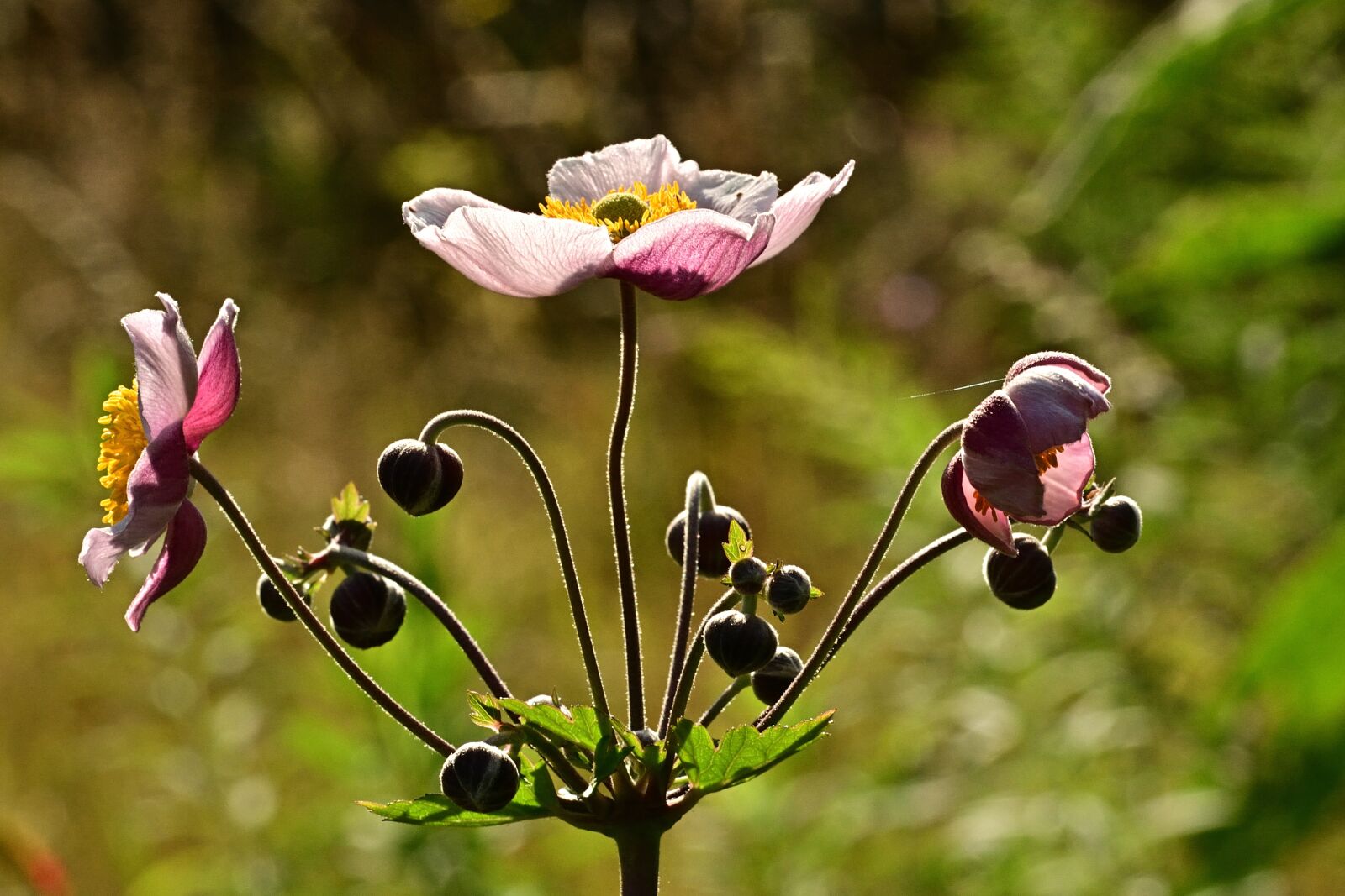 Nikon D5200 sample photo. Fall anemone, blossom, bloom photography