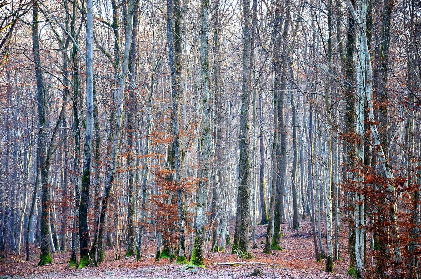 Nikon D5100 sample photo. Forest, winter, nature photography