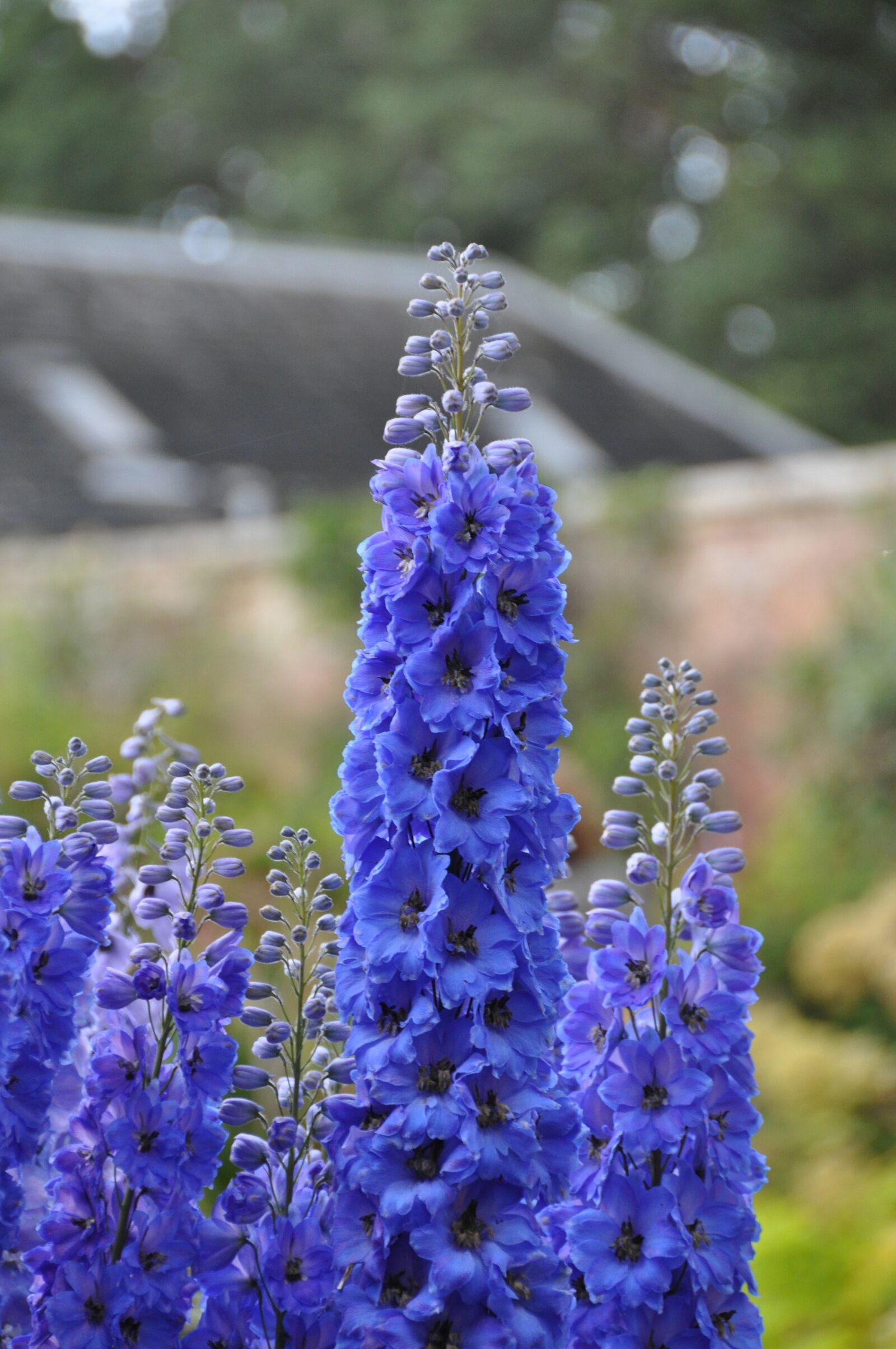 Nikon D5000 sample photo. Flower, blue, purple photography