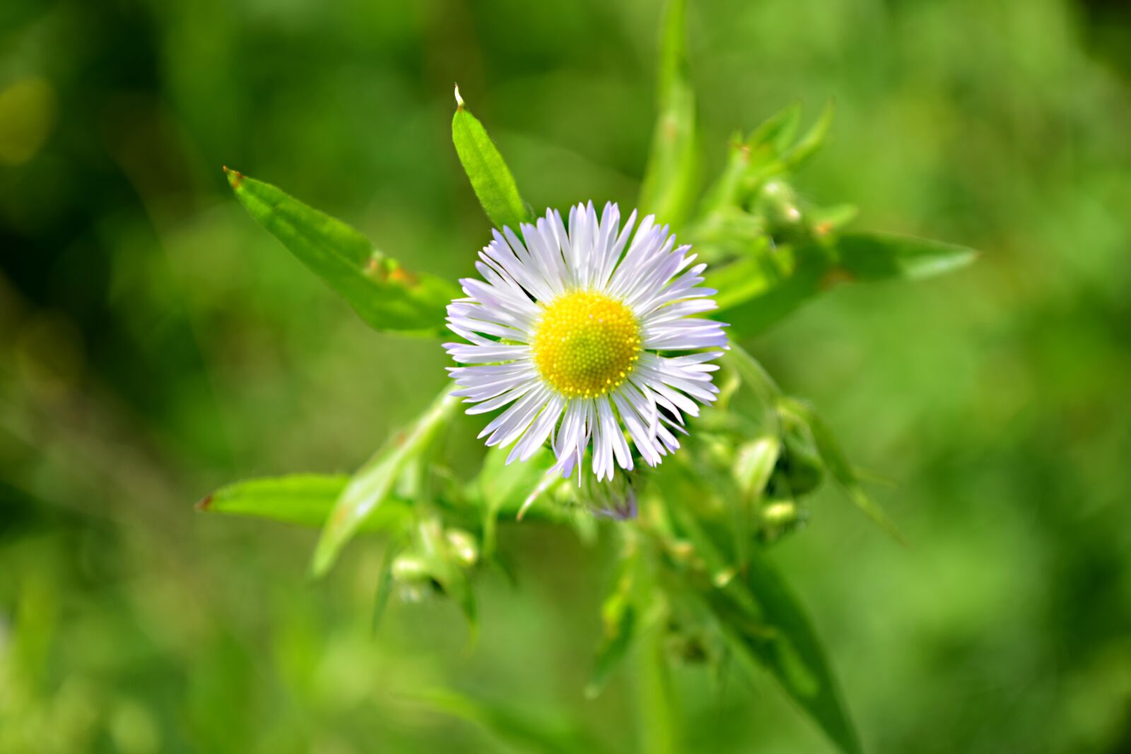 Nikon D5300 sample photo. Field bloom, meadow flowers photography