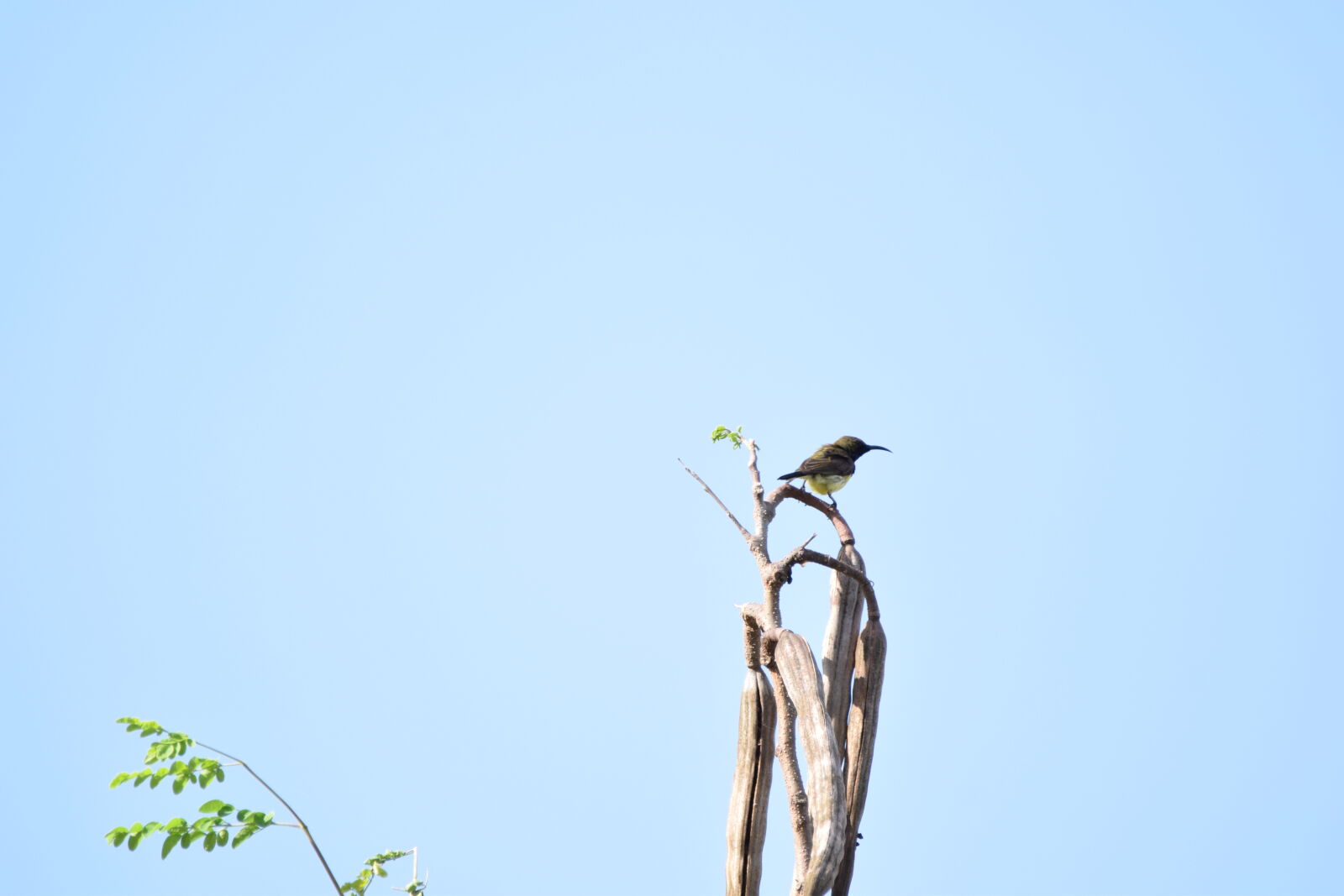 Nikon D3300 sample photo