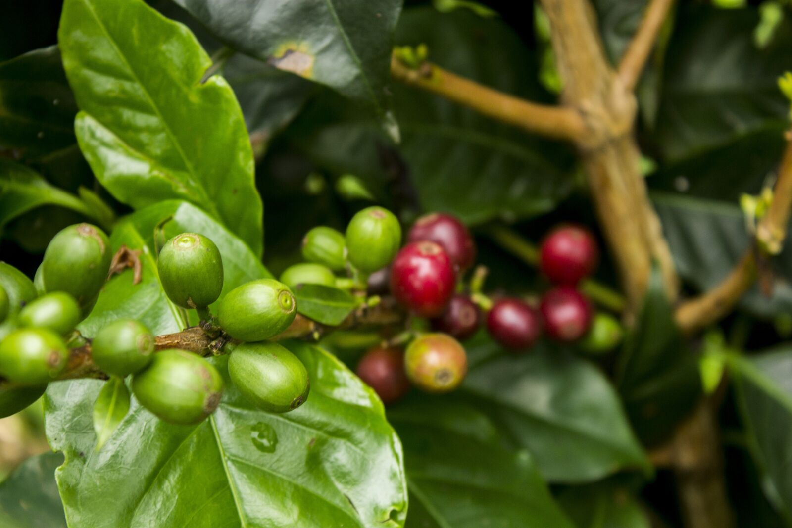 Canon EOS 1100D (EOS Rebel T3 / EOS Kiss X50) sample photo. Coffee, red, green photography