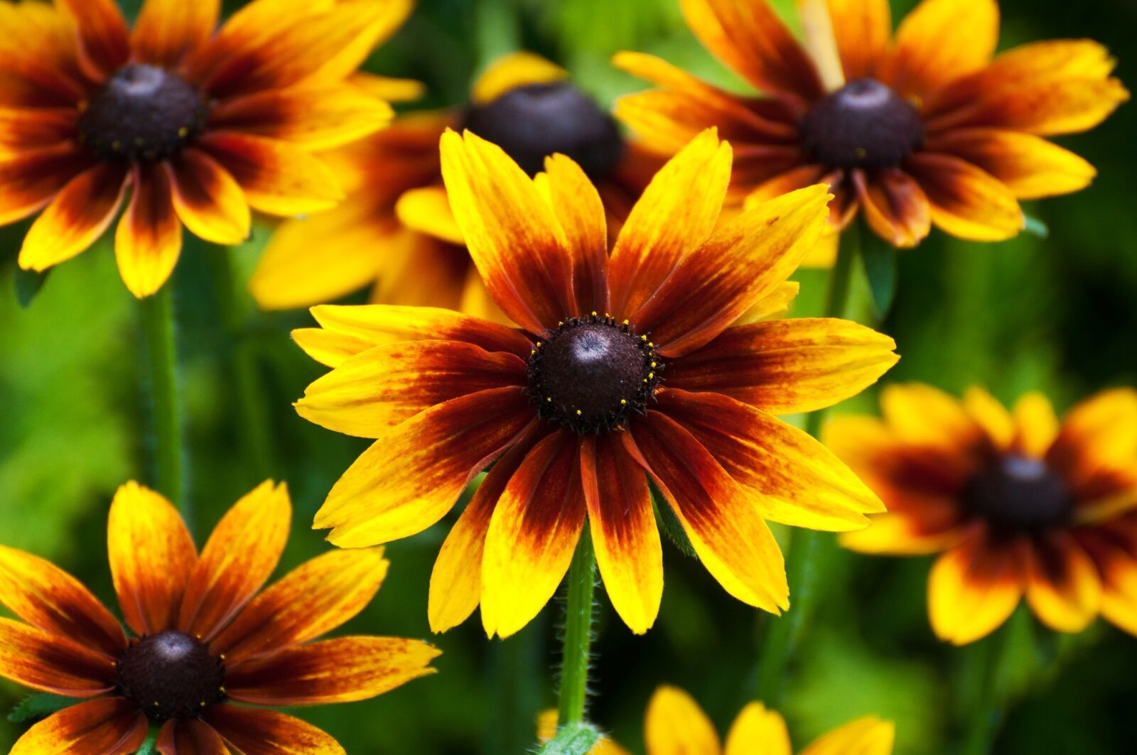 Nikon D90 sample photo. Flora, flowers, nature photography