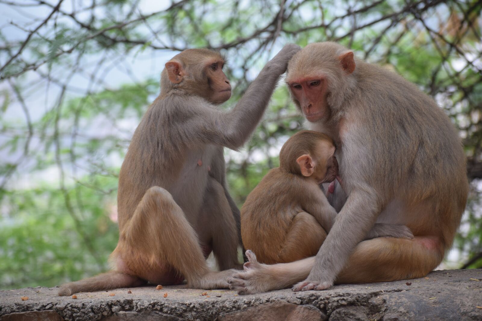 Nikon D3300 sample photo. Mother monkey, feeding milk photography
