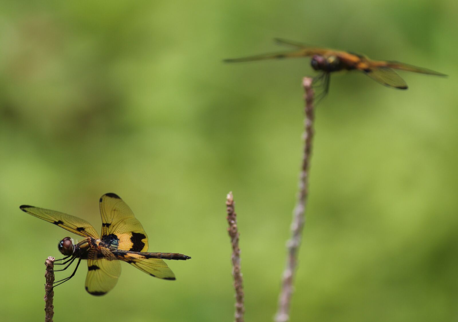 Canon EOS 550D (EOS Rebel T2i / EOS Kiss X4) sample photo. Dragon fly, yellow dragon photography