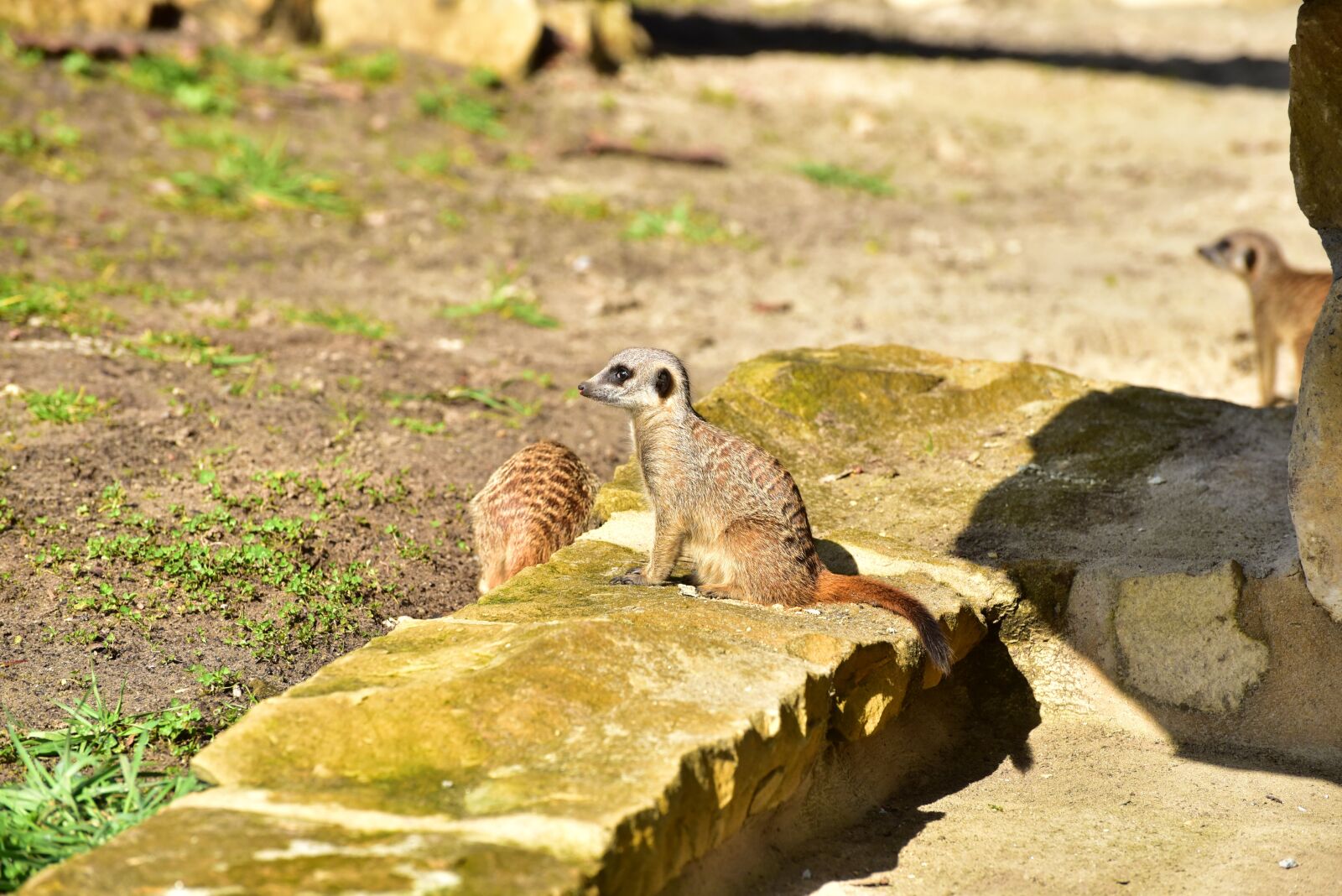 Nikon D750 sample photo. Meerkat, guards, attention photography