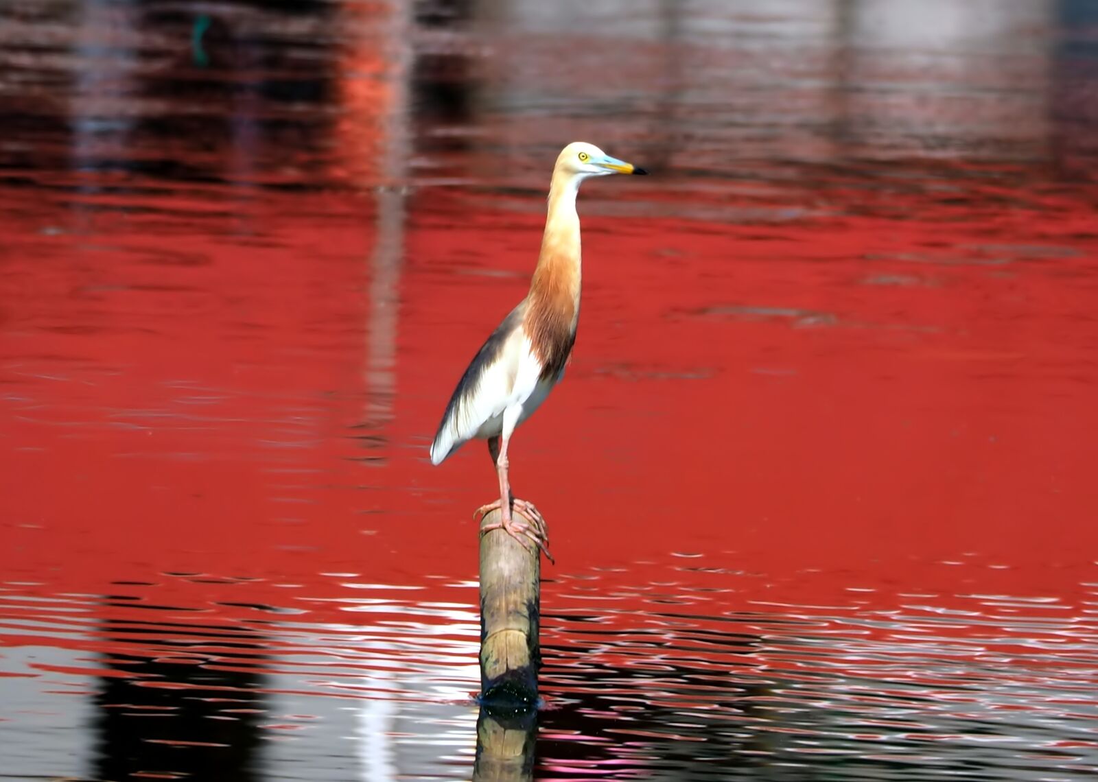 Olympus OM-D E-M1 sample photo. Javan pond heron, alert photography