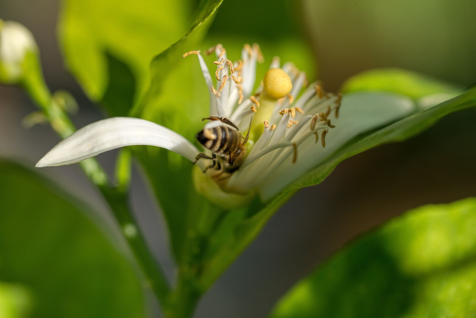 Nikon D750 sample photo. Lemon blossom, lemon tree photography