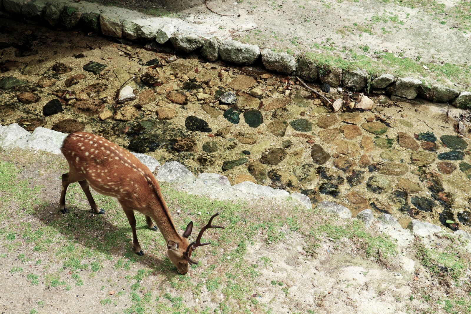 Canon EOS M10 sample photo. Roe deer, hirsch, animal photography
