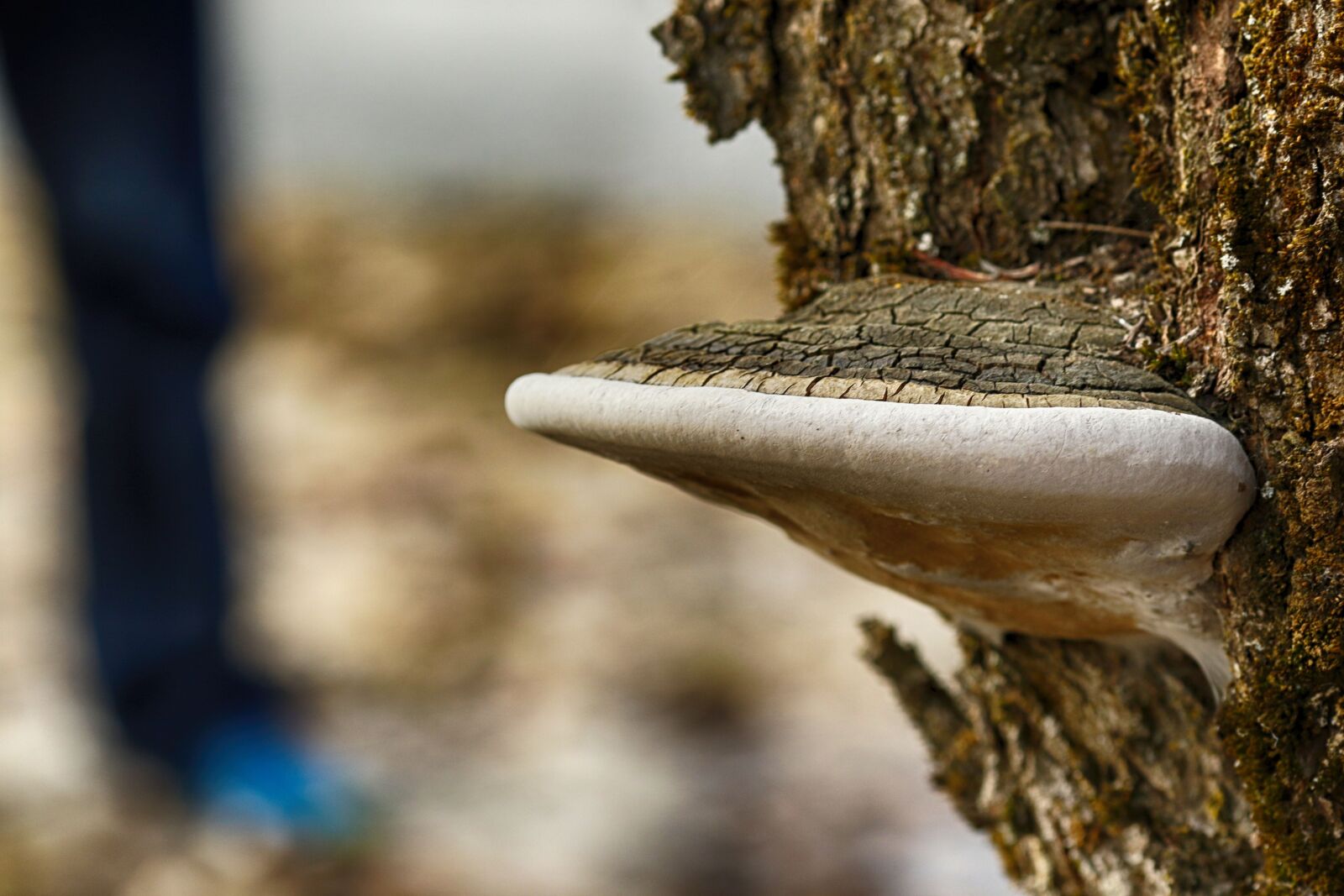 Canon EOS 7D Mark II + Canon EF 135mm F2L USM sample photo. Nature, outdoors, wood photography