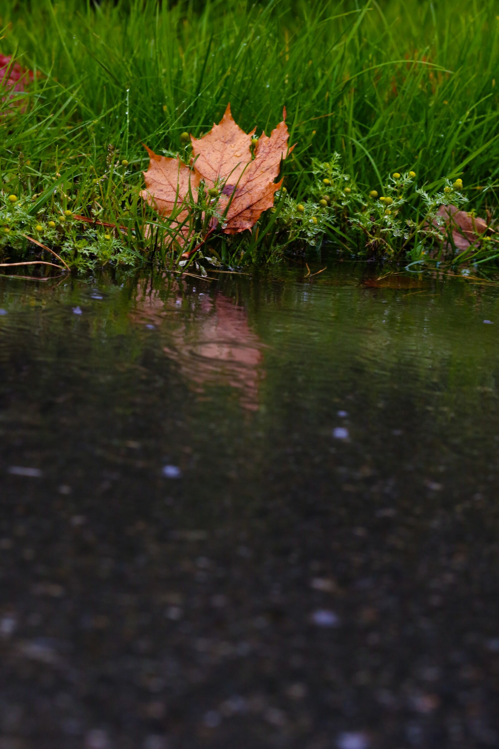 Canon EOS 7D Mark II sample photo. Leaf, puddle, reflection photography