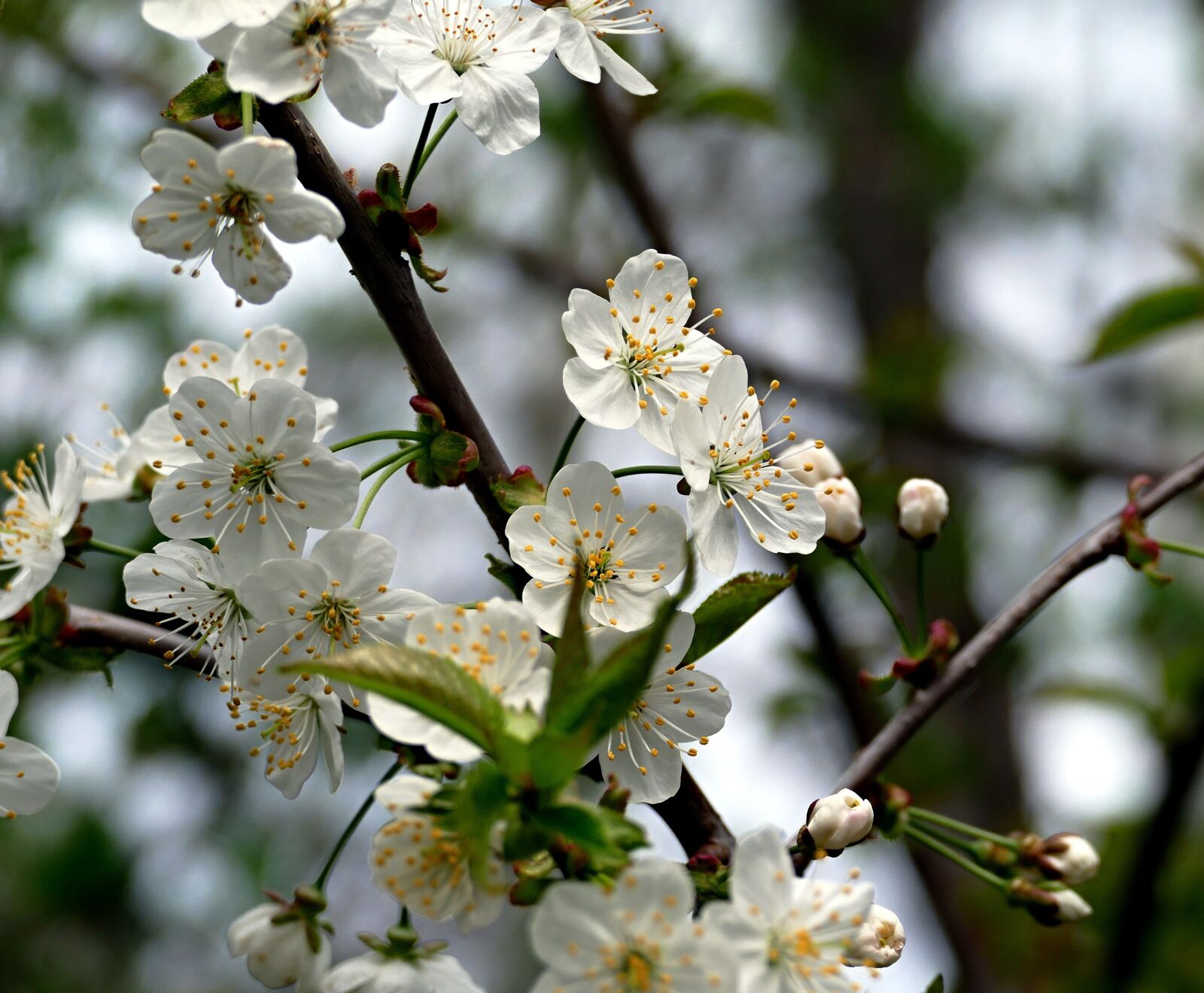 Panasonic Lumix DMC-FZ1000 sample photo. Flower, blooming, blooming tree photography