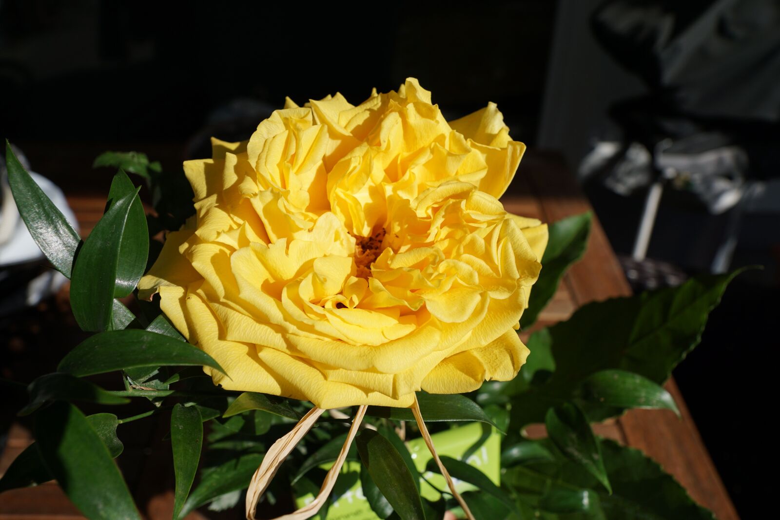 Sony DT 16-50mm F2.8 SSM sample photo. Rose, yellow, flower photography