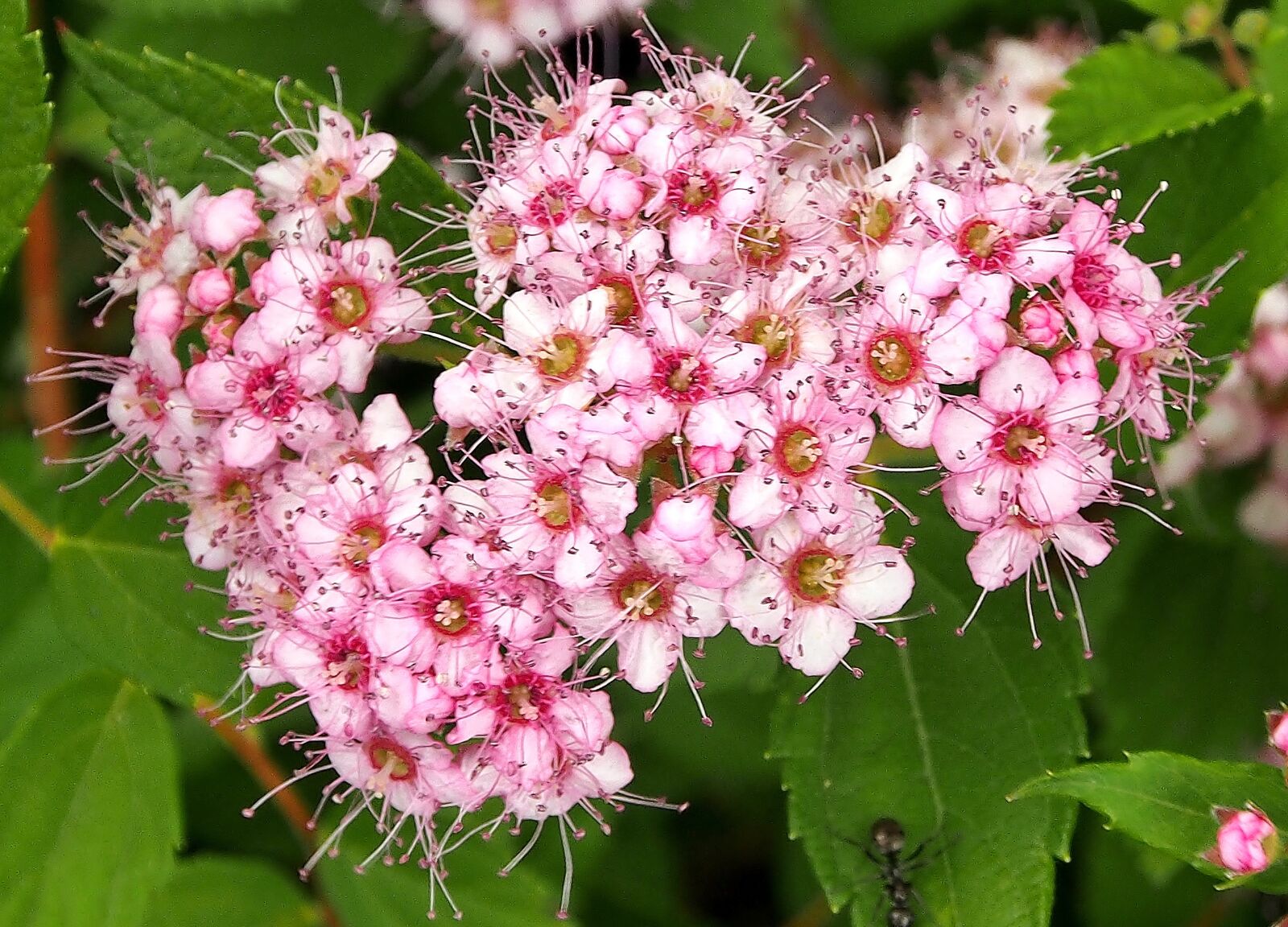 Olympus OM-D E-M5 sample photo. Flowers, pink, bush photography