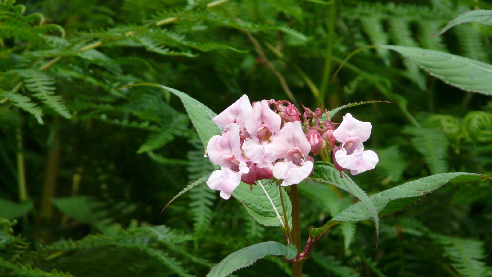 Panasonic DMC-FZ18 sample photo. Flower, wild flowers, pink photography