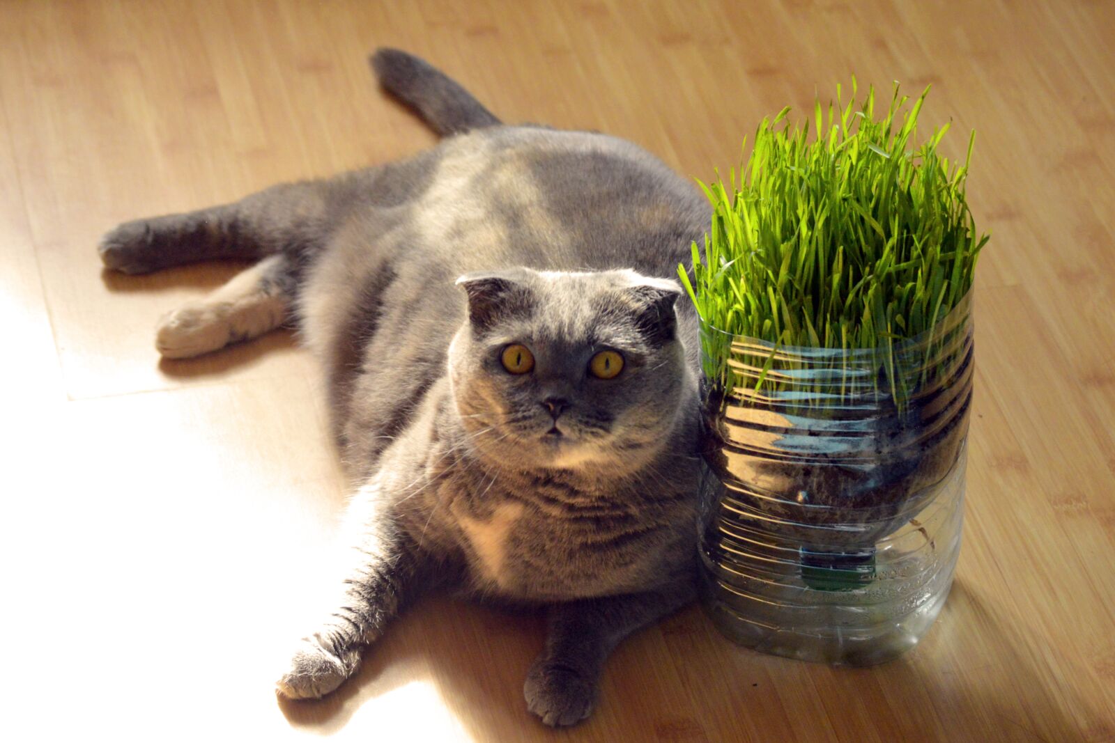 Nikon D3200 sample photo. Fat, cat, lying photography