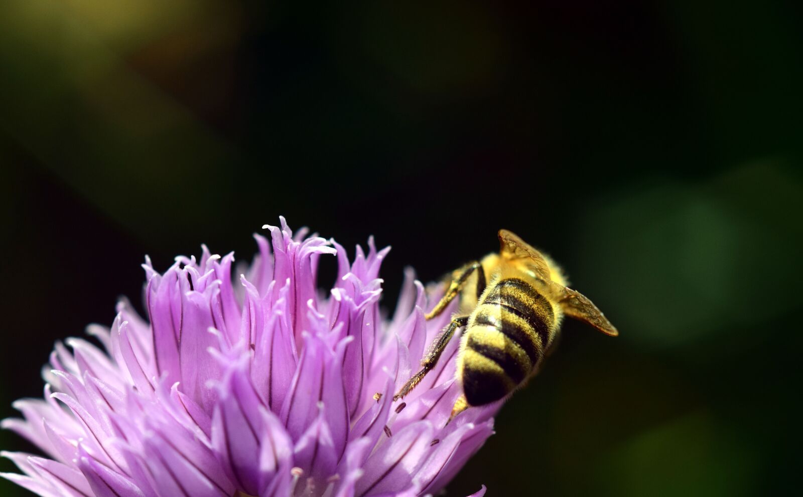 Nikon D3300 sample photo. Chives, blossom, bloom photography