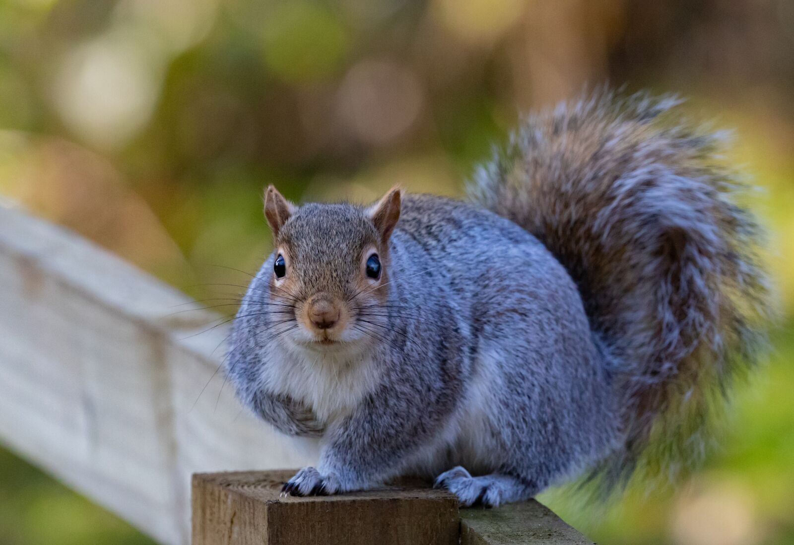 Canon EOS 7D Mark II sample photo. Grey squirrel, squirrel watching photography