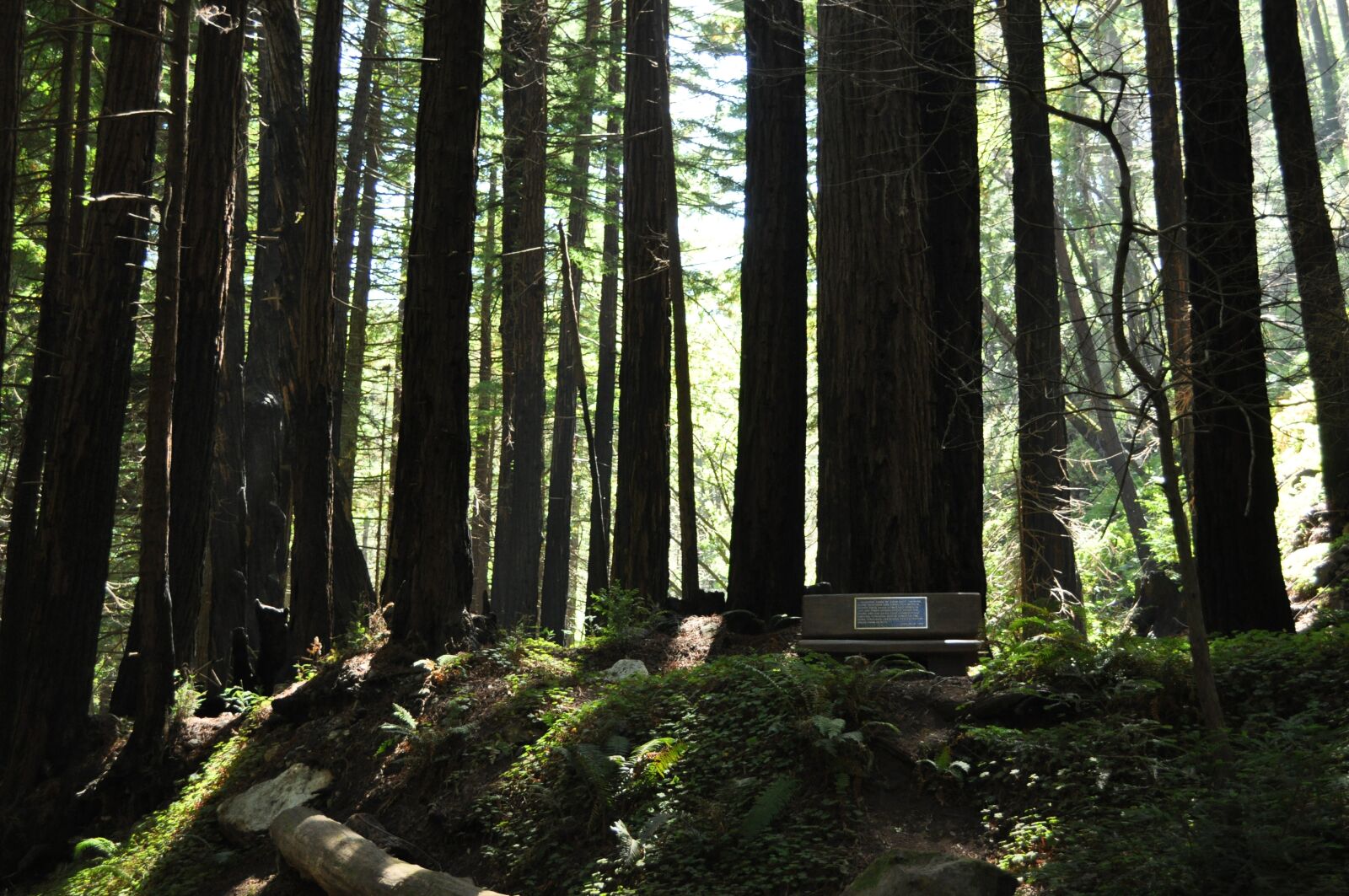 Nikon D5000 sample photo. Trees, california, big sur photography