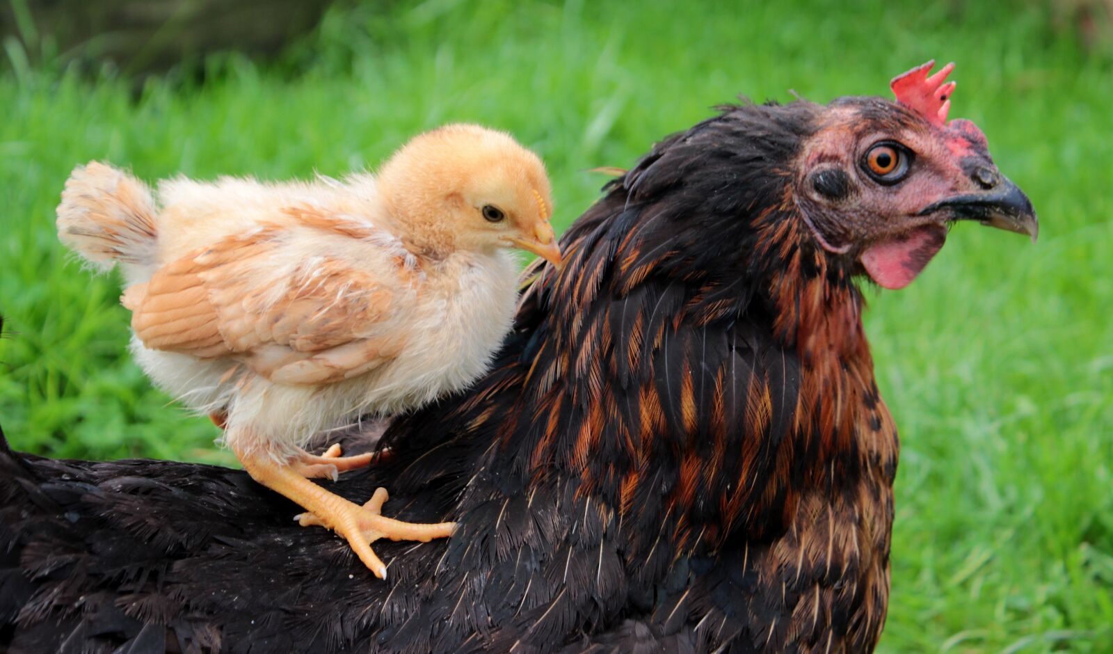 Canon EOS 650D (EOS Rebel T4i / EOS Kiss X6i) sample photo. Chicks, yellow, mother hen photography