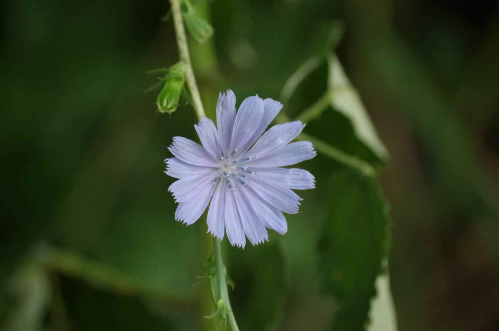 Pentax K-500 sample photo. Chicory, meadow flowers, plant photography