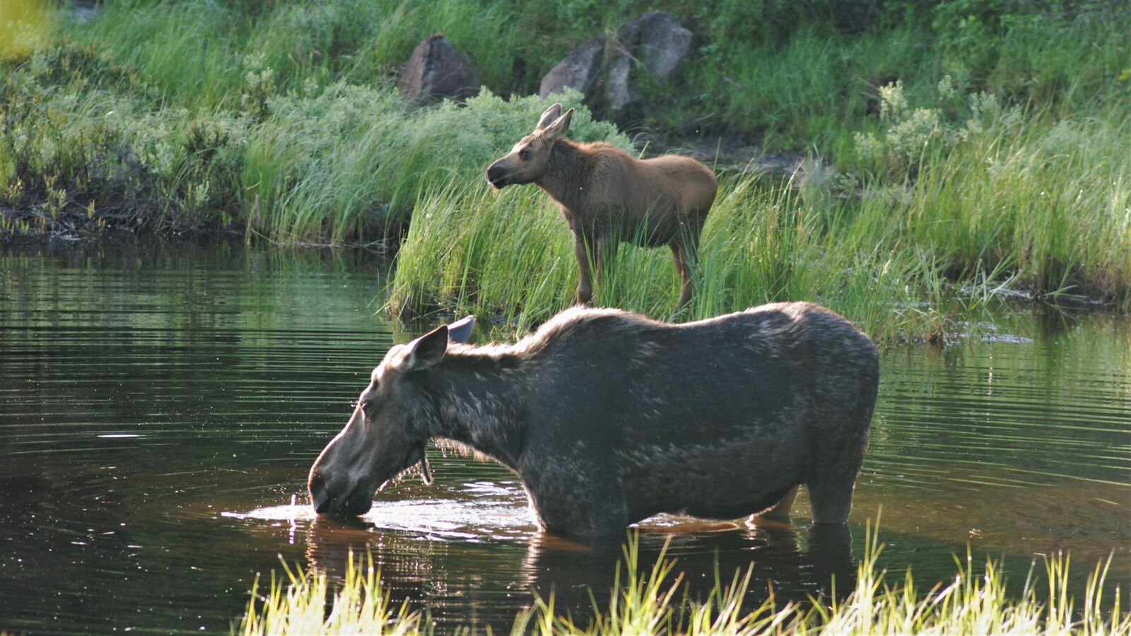 Nikon D80 sample photo. Moose, pair, moose and photography