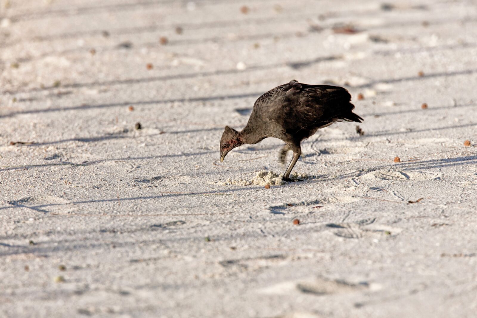 Canon EOS 5D Mark II sample photo. Bird, tool clean, megapodius photography