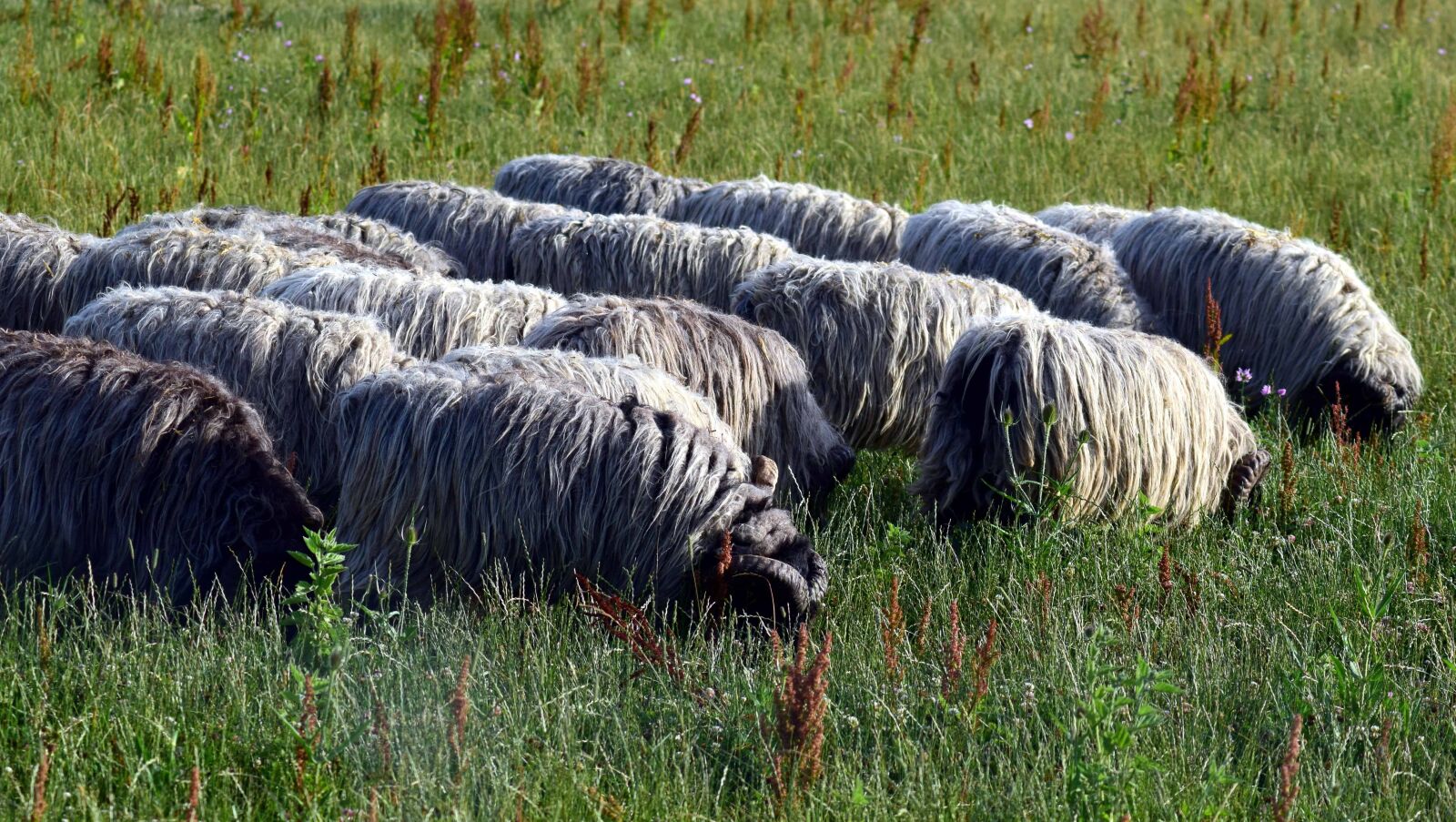 Nikon D3300 sample photo. Grass, nature, sheep, outdoor photography