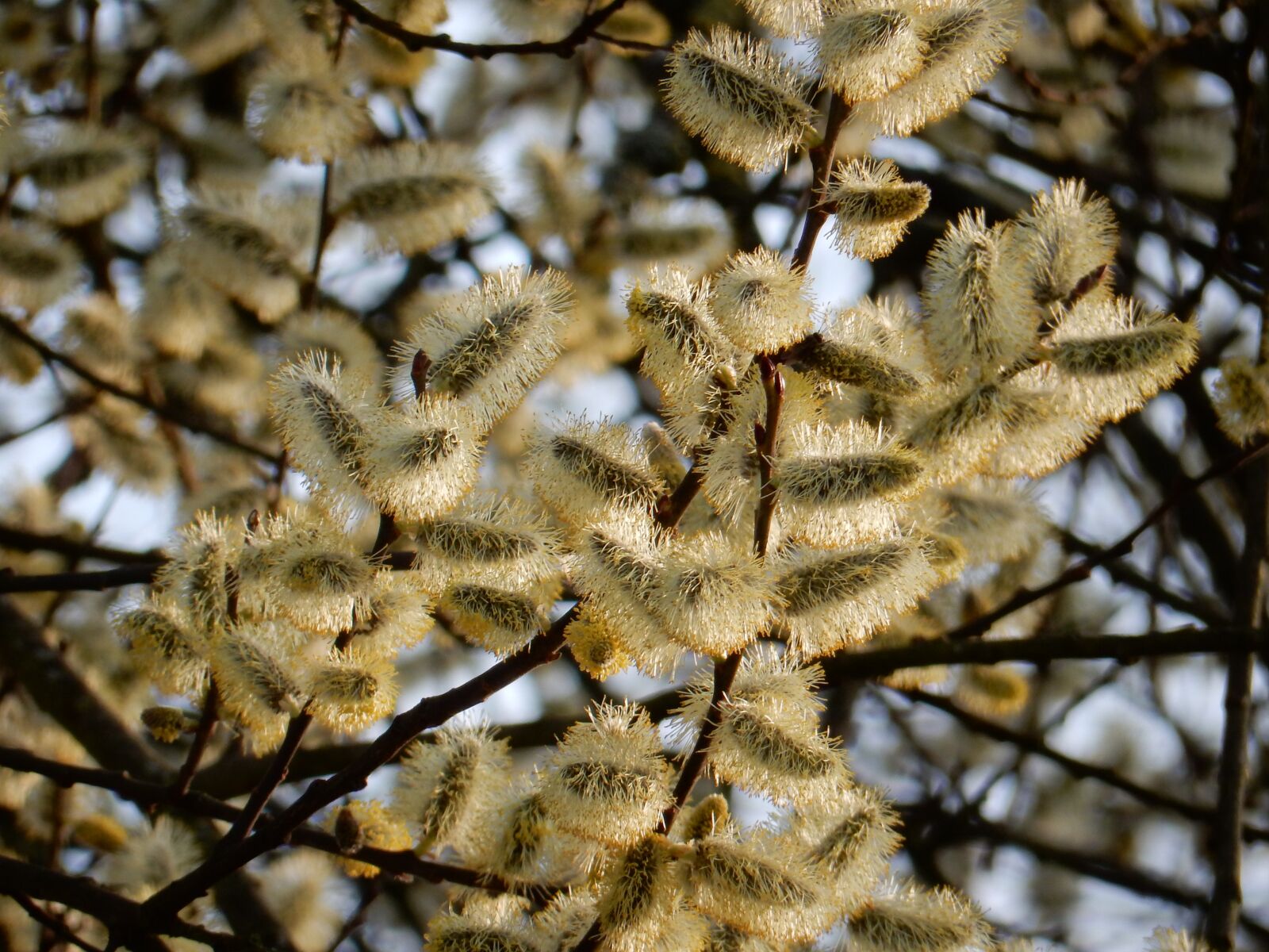 Nikon Coolpix S9900 sample photo. Spring, willow, tree photography