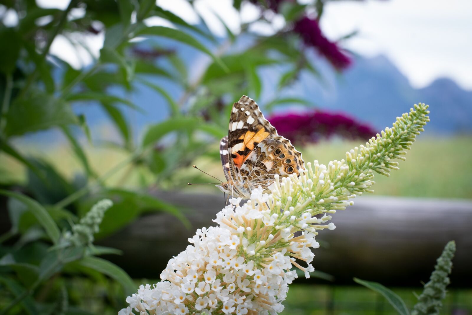 Nikon D7100 sample photo. Butterfly, animal, nature photography