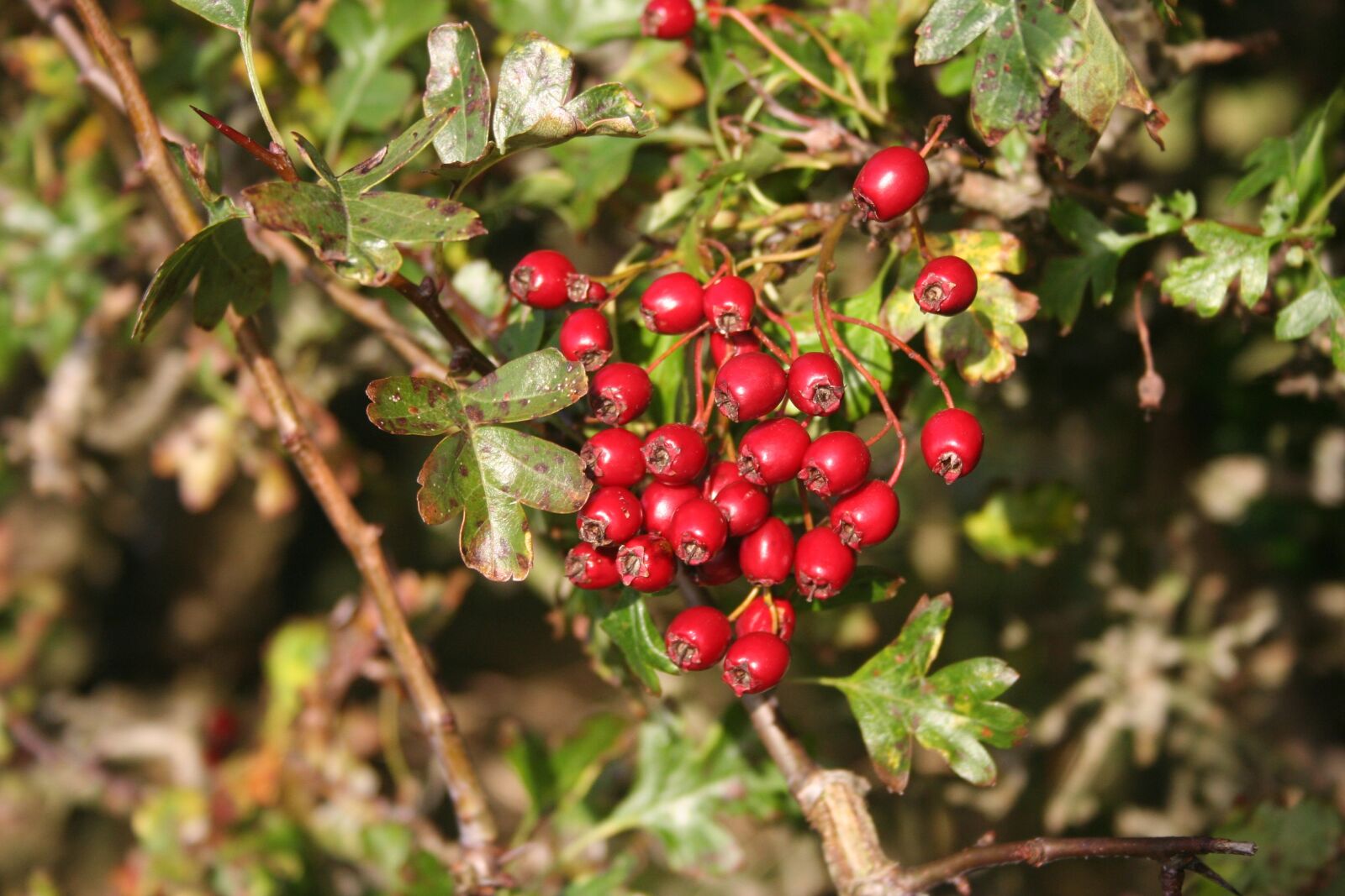 Canon EOS 350D (EOS Digital Rebel XT / EOS Kiss Digital N) sample photo. Hawthorn, haws, berries photography
