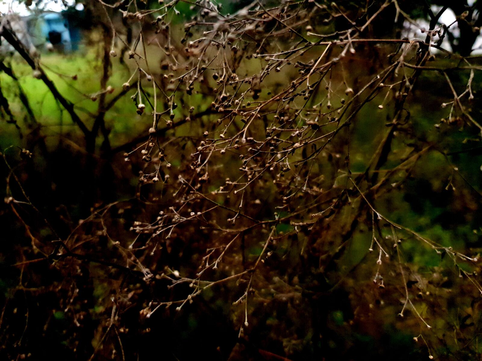 Samsung Galaxy Note9 sample photo. Dry bush, bush, brown photography