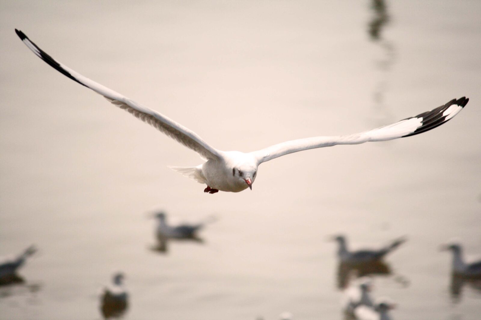 Canon EOS 1000D (EOS Digital Rebel XS / EOS Kiss F) sample photo. Seagull, thailand, bird photography