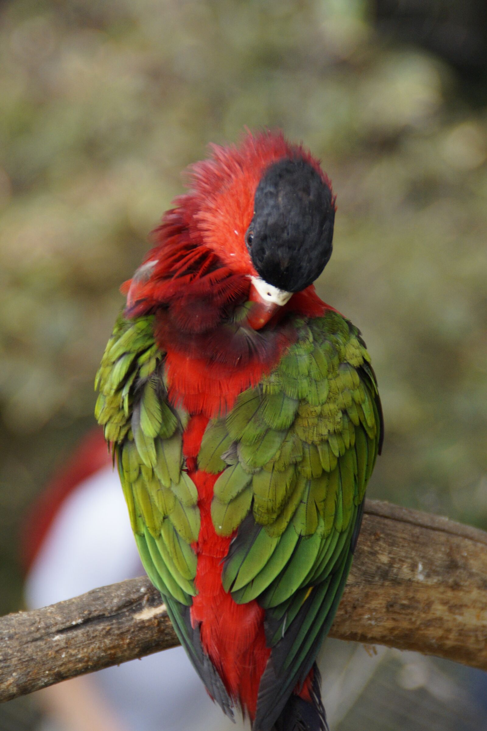 Sony SLT-A58 sample photo. Parrot, plumage, sleep photography