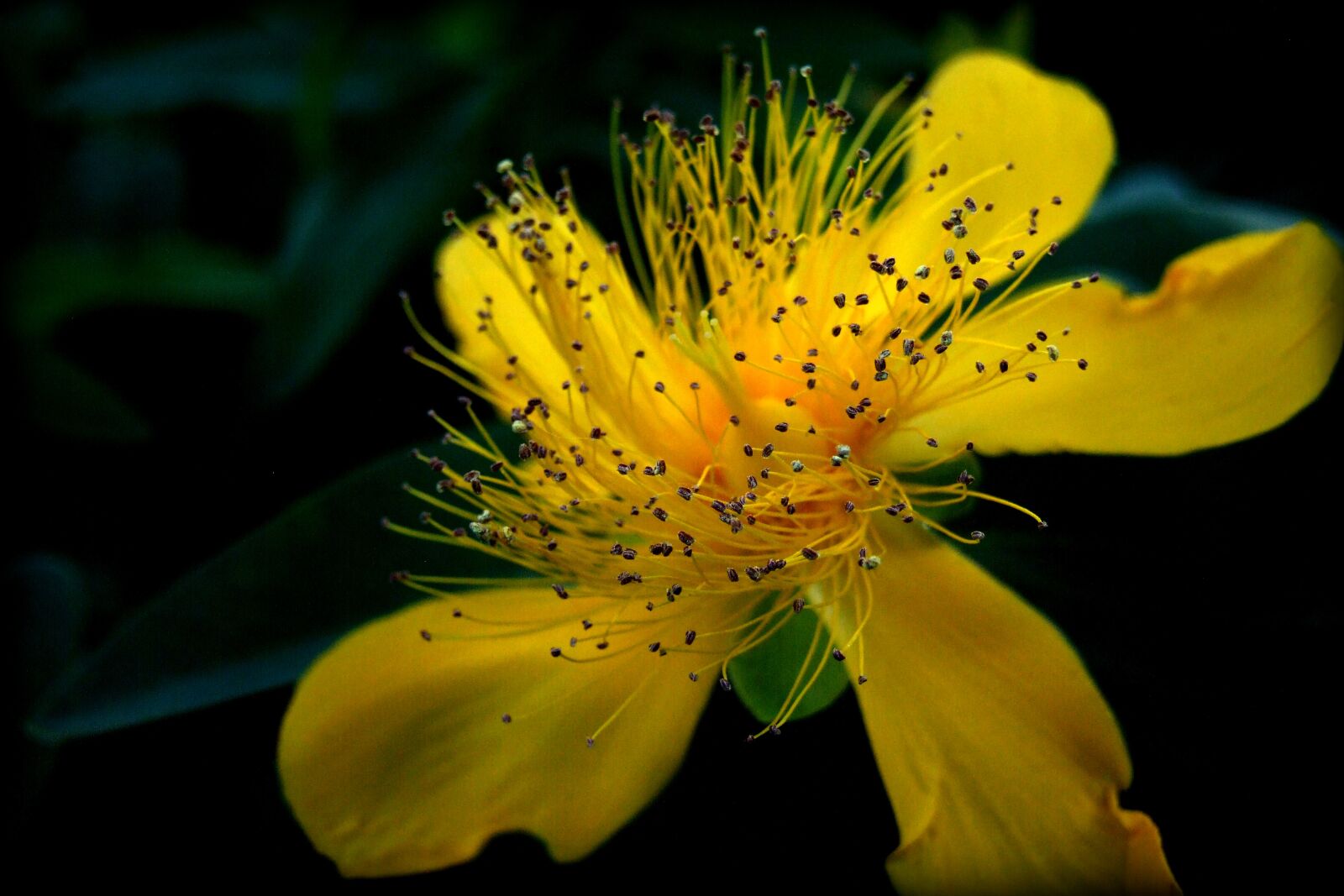 Fujifilm FinePix S9100 sample photo. Flower, yellow, nature photography