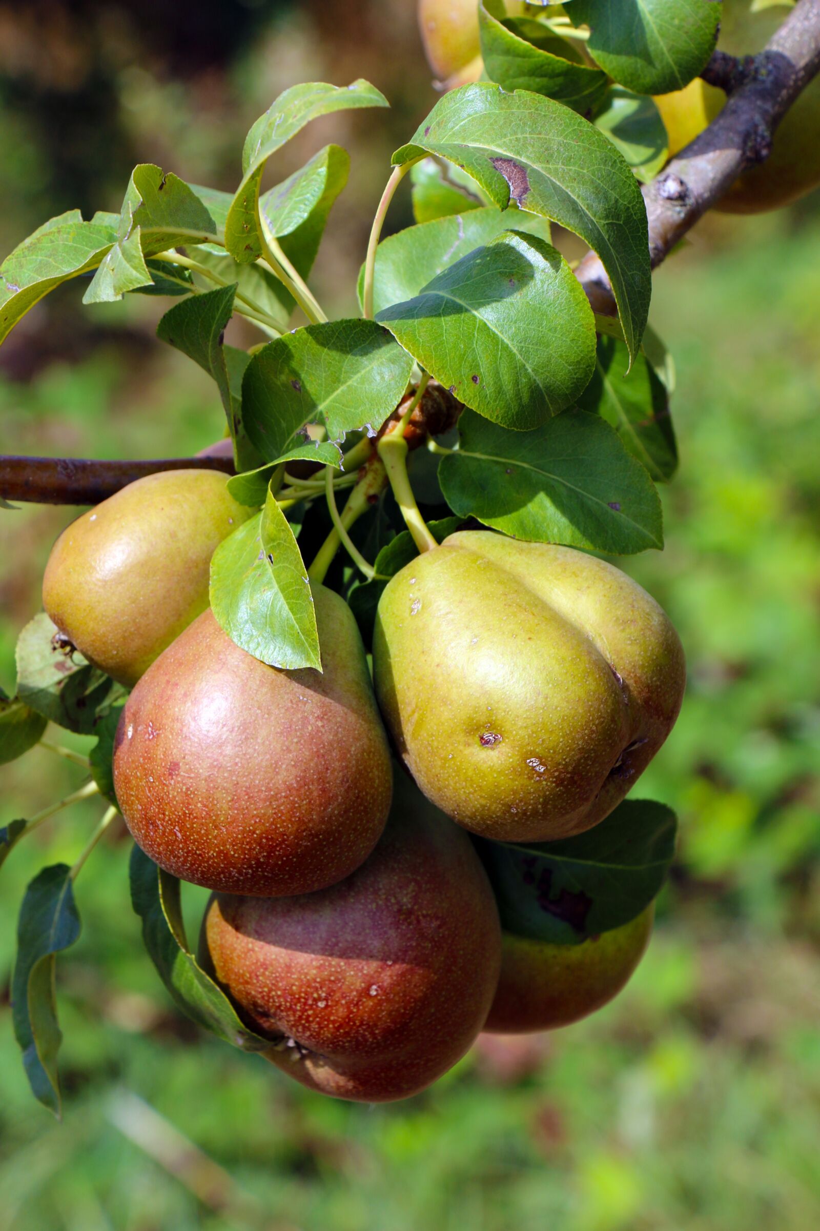 Canon EOS 70D sample photo. Fruit, harvest, pears photography