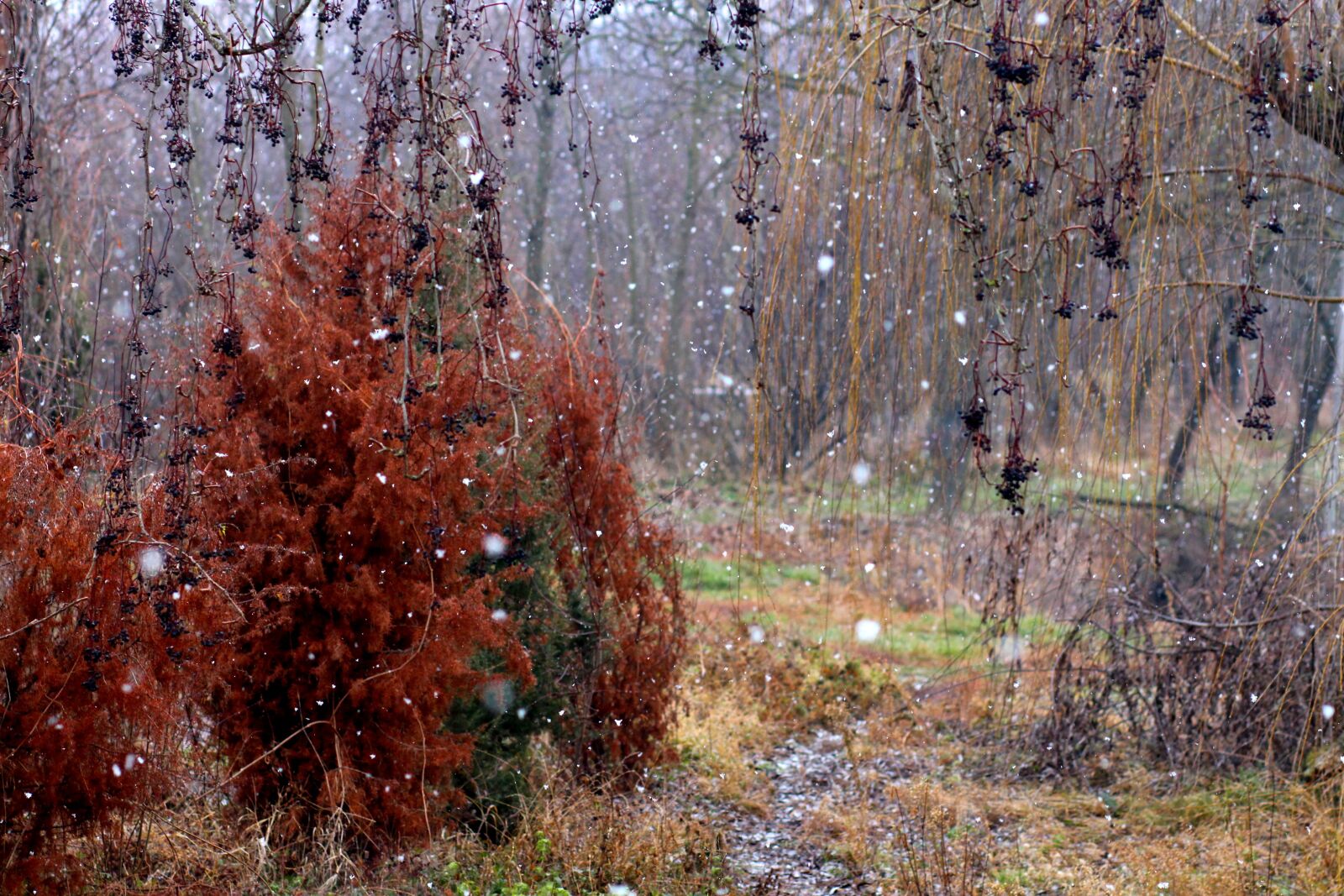 Canon EOS 700D (EOS Rebel T5i / EOS Kiss X7i) + Canon EF 85mm F1.8 USM sample photo. Landscape, snowflakes, autumn photography