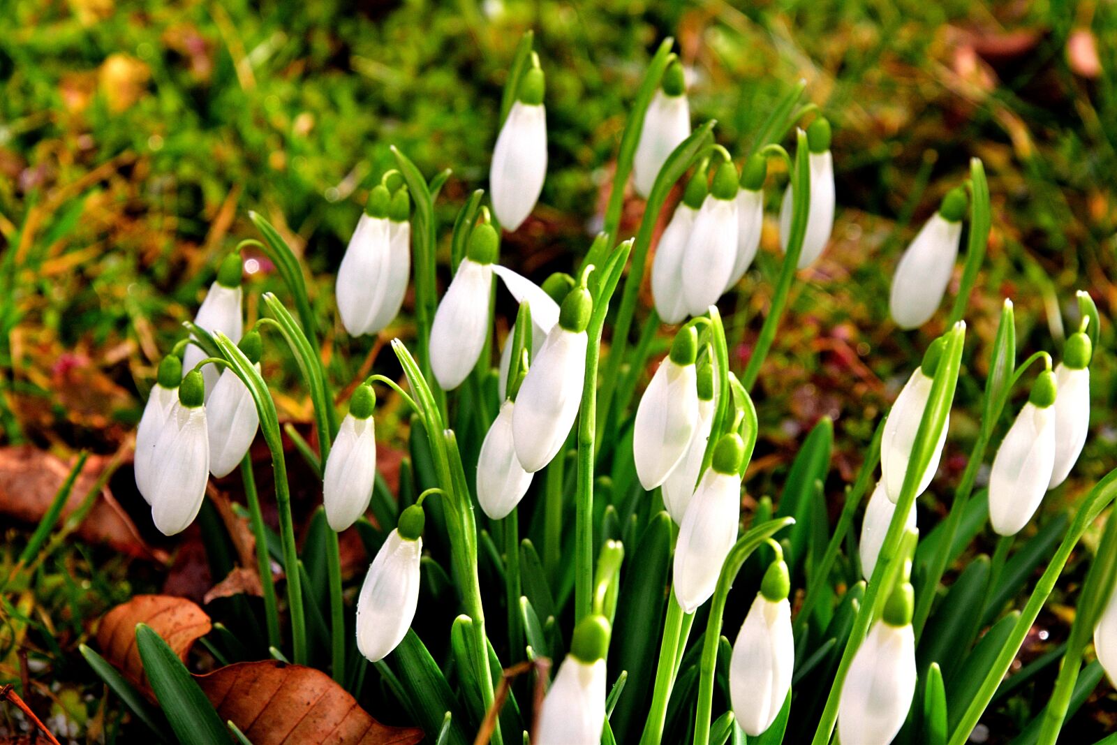 Nikon D3300 sample photo. First fr hlingsboten, snowdrop photography