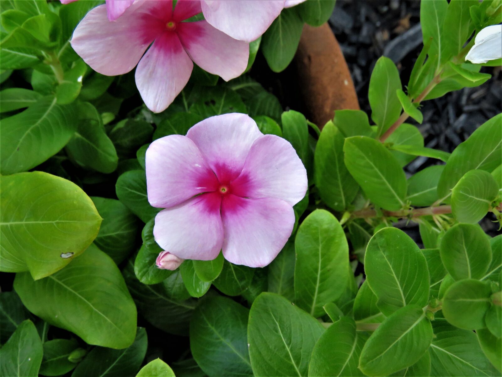 Canon PowerShot SX60 HS sample photo. Flower, pink, green photography