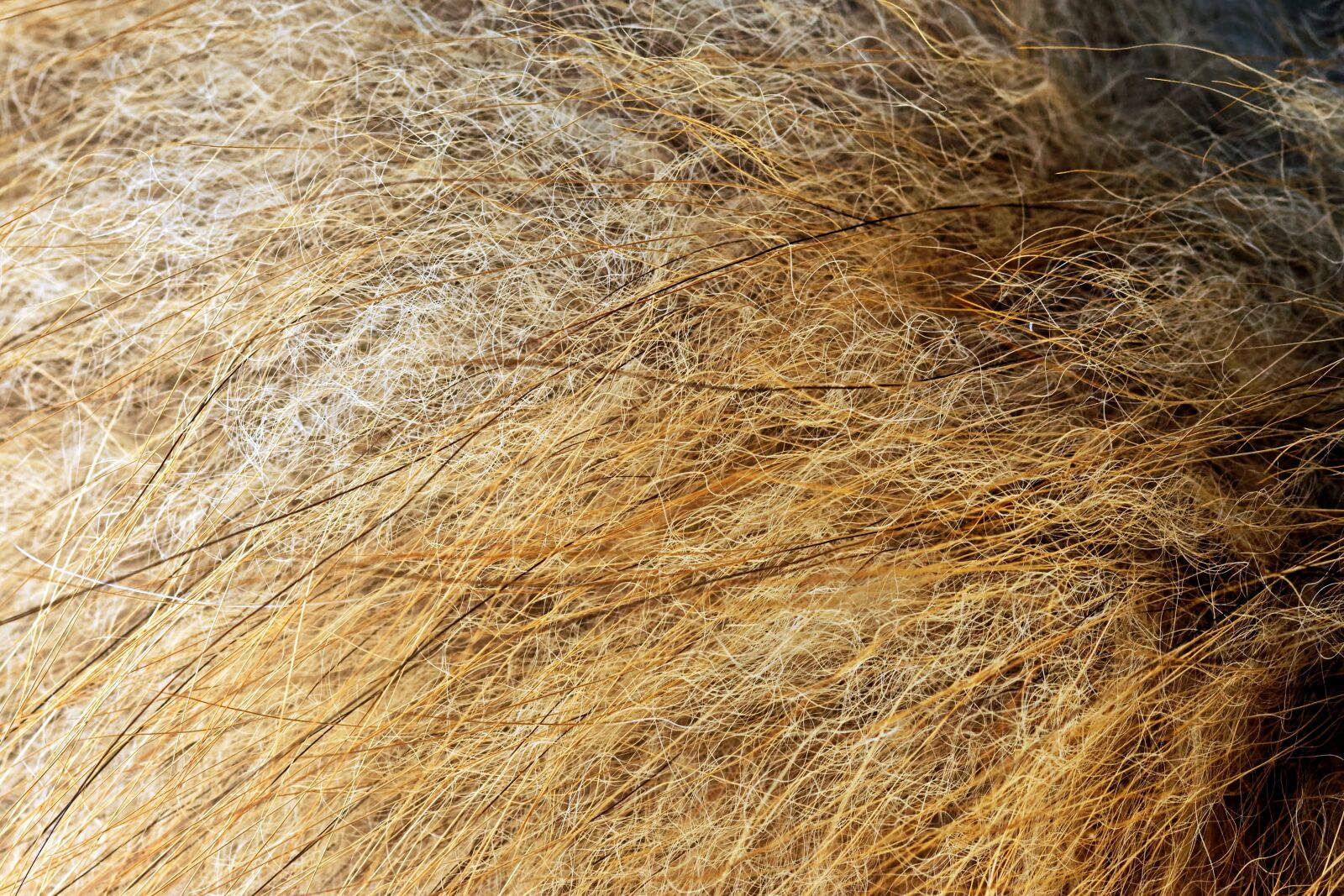 Nikon D5300 sample photo. Fur, hat, fox photography