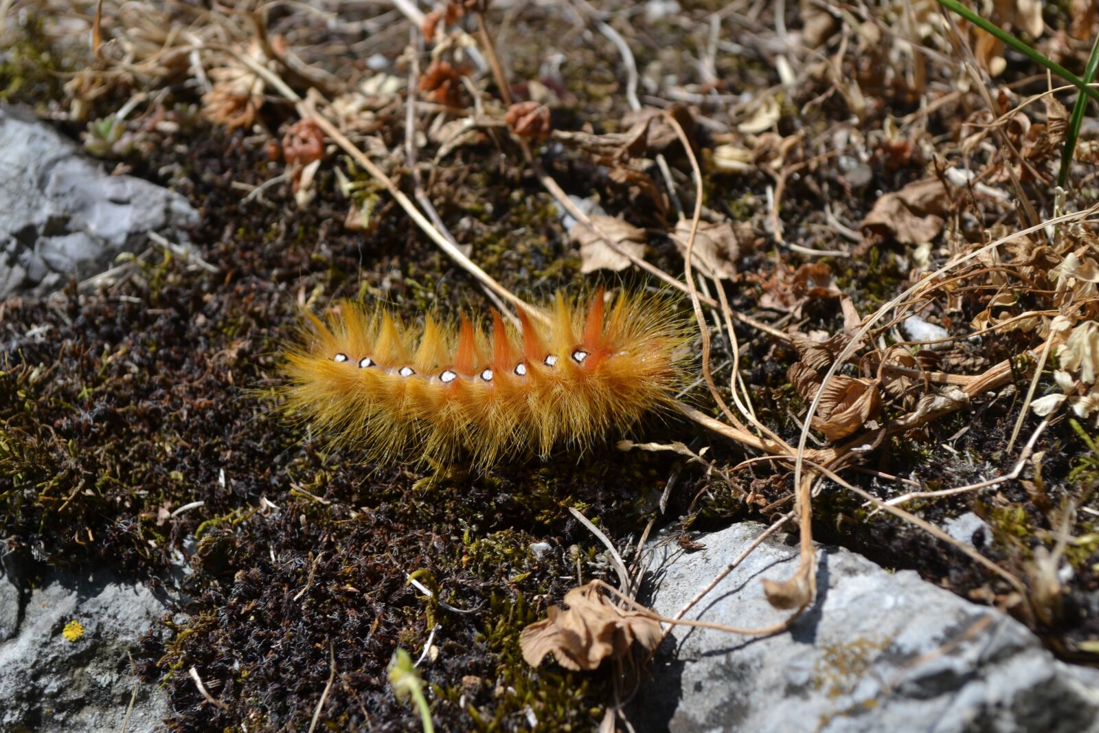 Nikon D3100 sample photo. Caterpillar, orange, insect photography