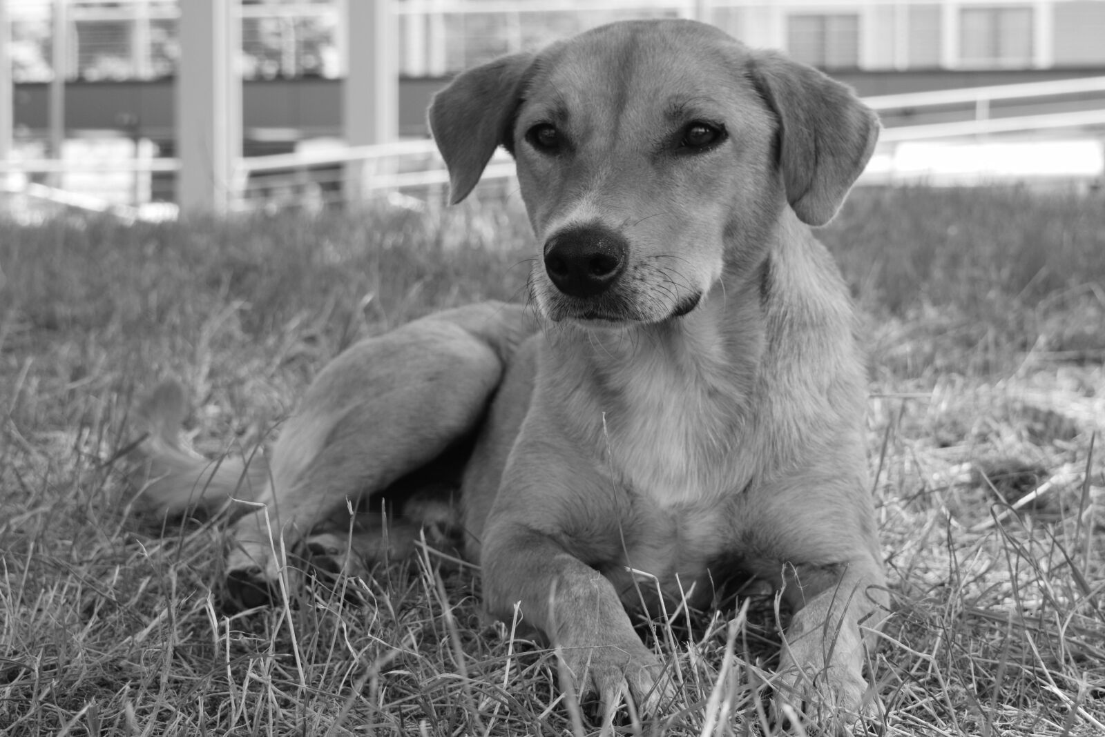 Nikon D5300 sample photo. Dog, animal, mongrel photography