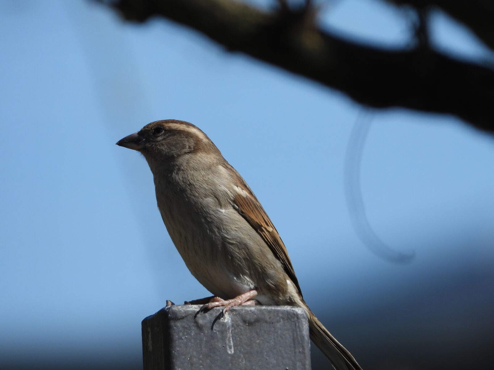Nikon Coolpix P1000 sample photo. The sparrow, bird, garden photography