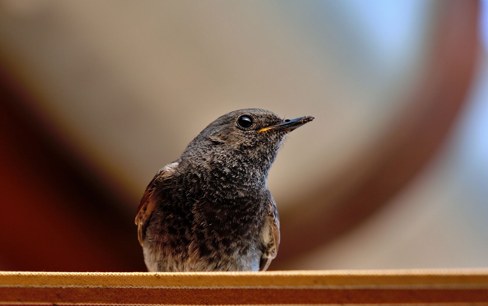 Nikon D5200 sample photo. Bird, redstart, nature photography