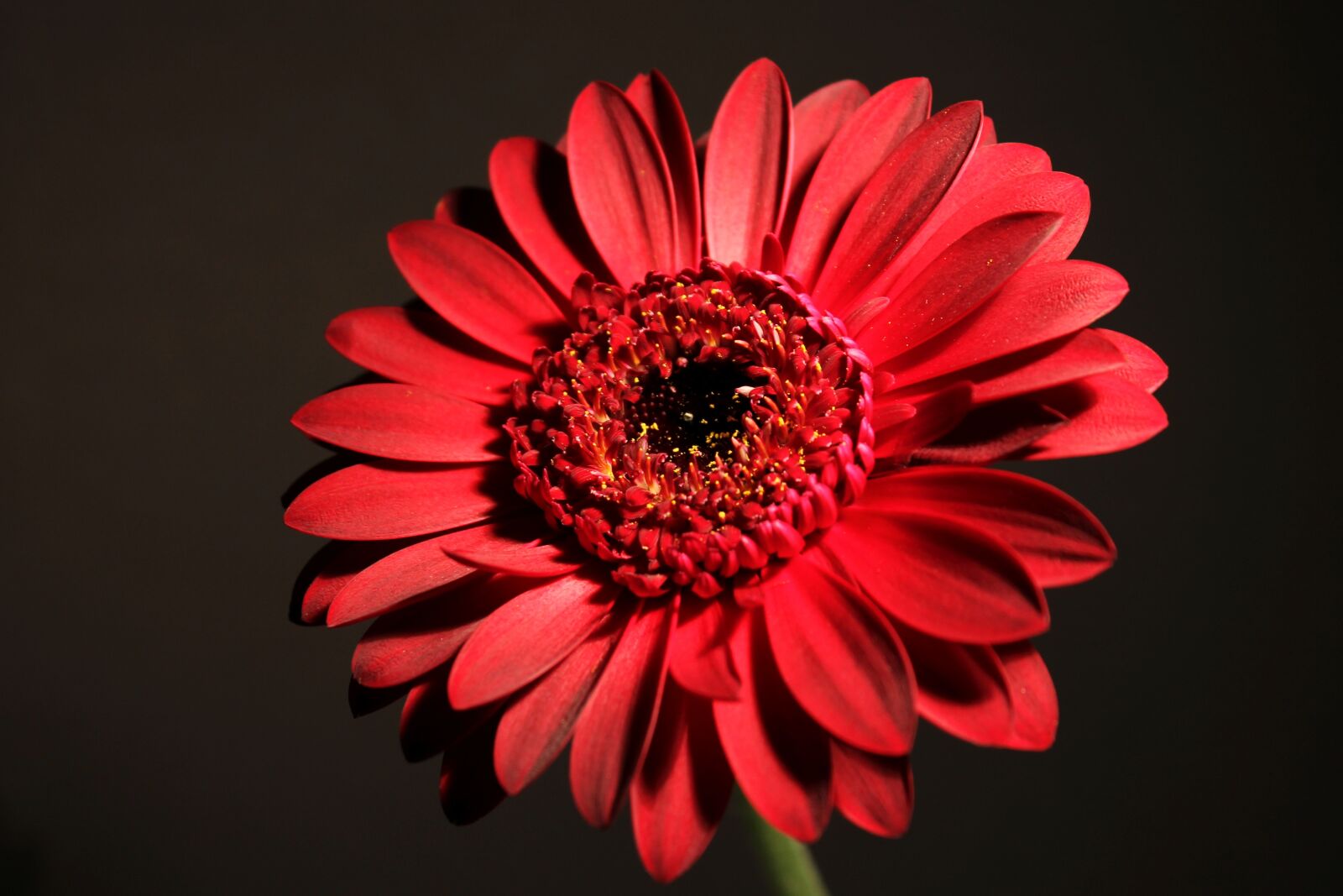Canon EOS 1100D (EOS Rebel T3 / EOS Kiss X50) sample photo. Gerbera, blossom, bloom photography